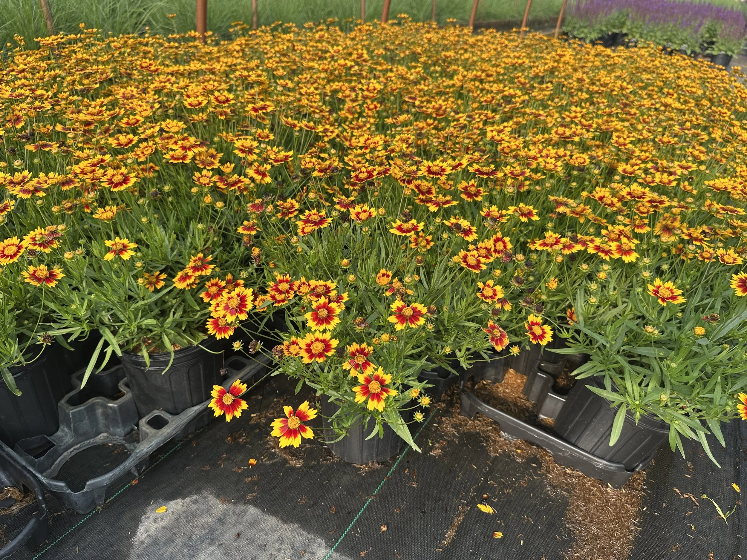 Coreopsis Li'l Bang™ 'Daybreak' PP27138