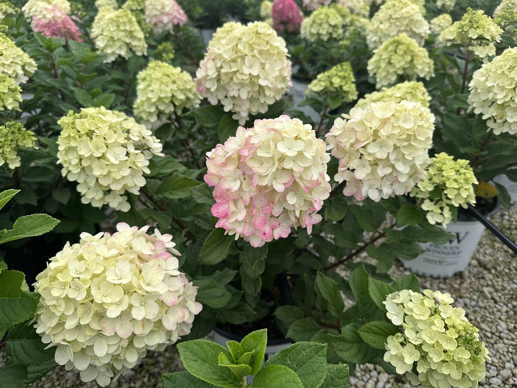 Hydrangea paniculata Little Lime Punch® 'SMNHPH' PP33207