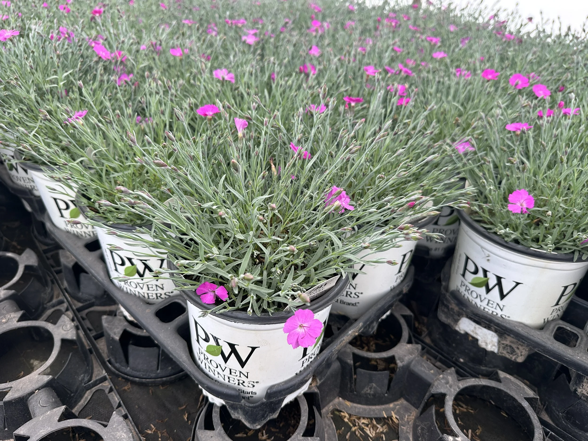Dianthus 'Paint the Town Fuchsia' PP28636