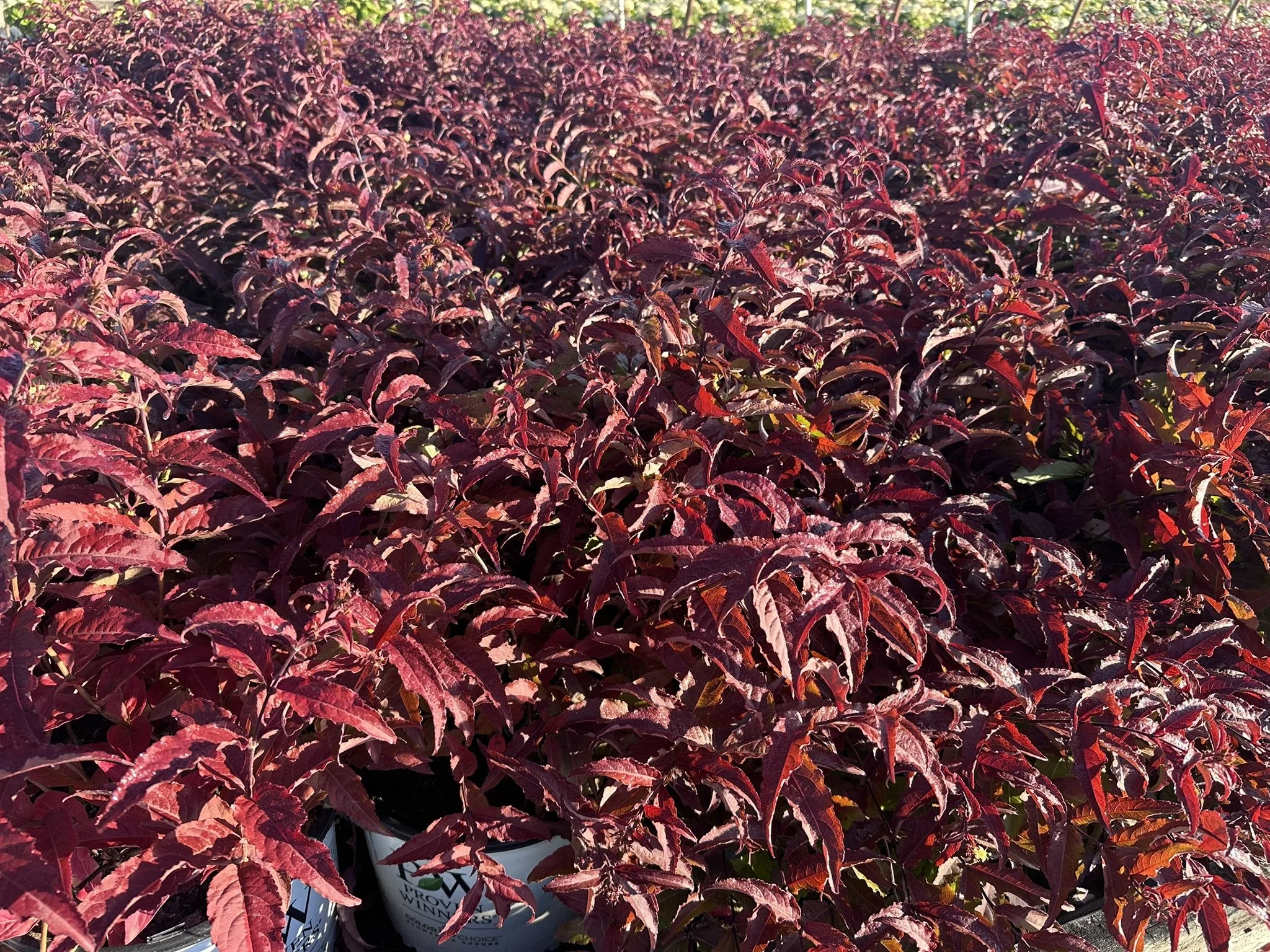 Diervilla x splendens Kodiak® Red 2.0 'SMNDSD' PP35792