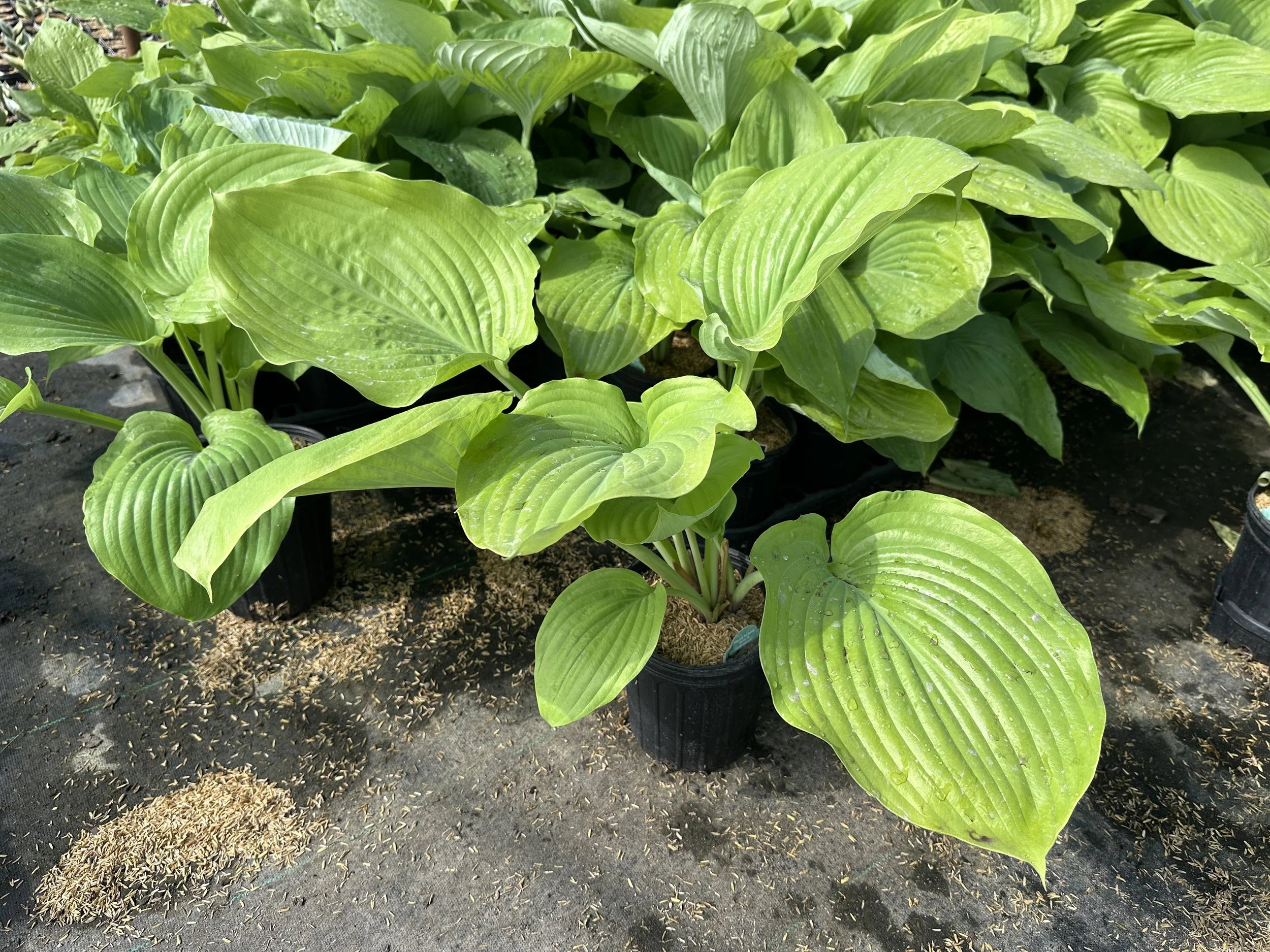 Hosta 'Sum & Substance'