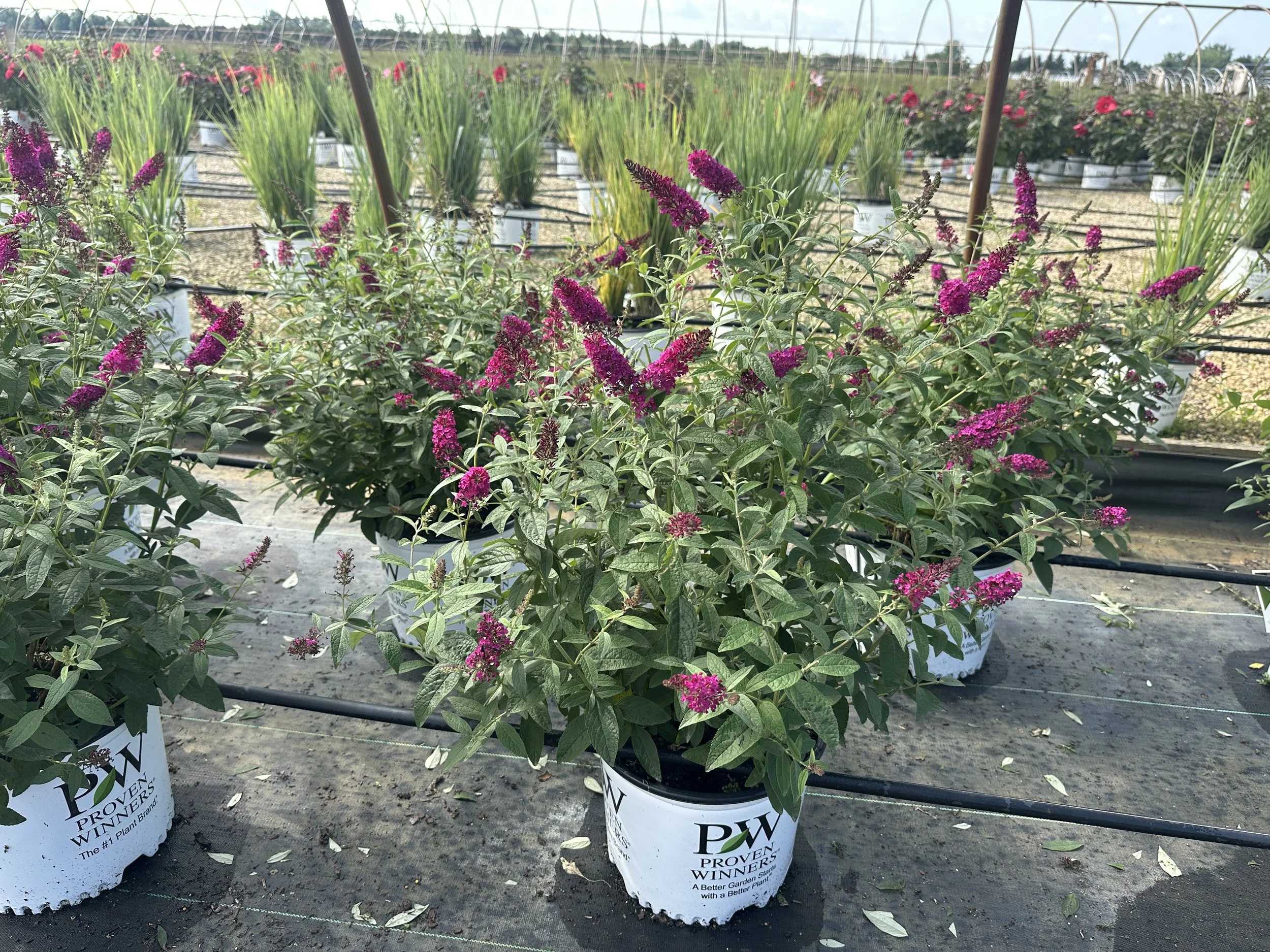 Buddleia 'Miss Molly' PP23425
