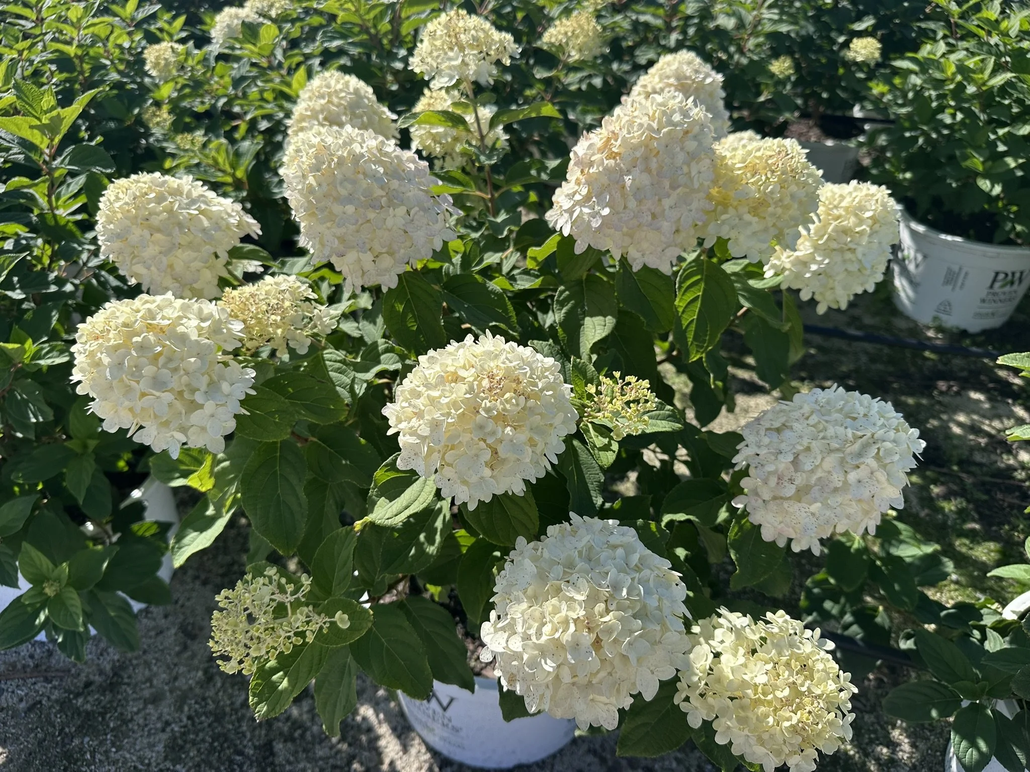 Hydrangea paniculata 'Limelight' PP12874