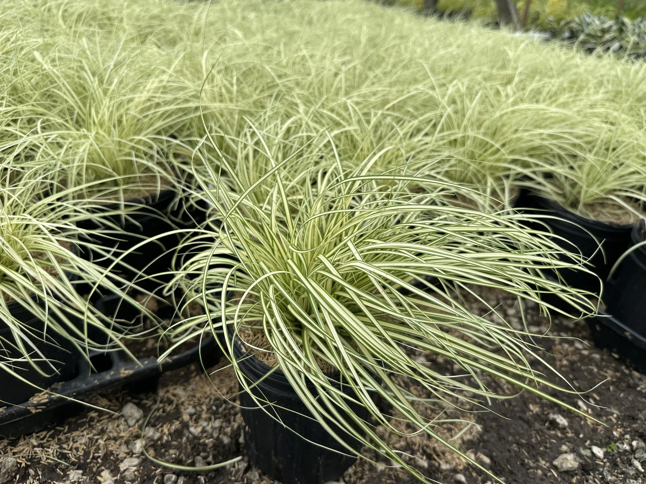 Carex hachijoensis 'Evergold'