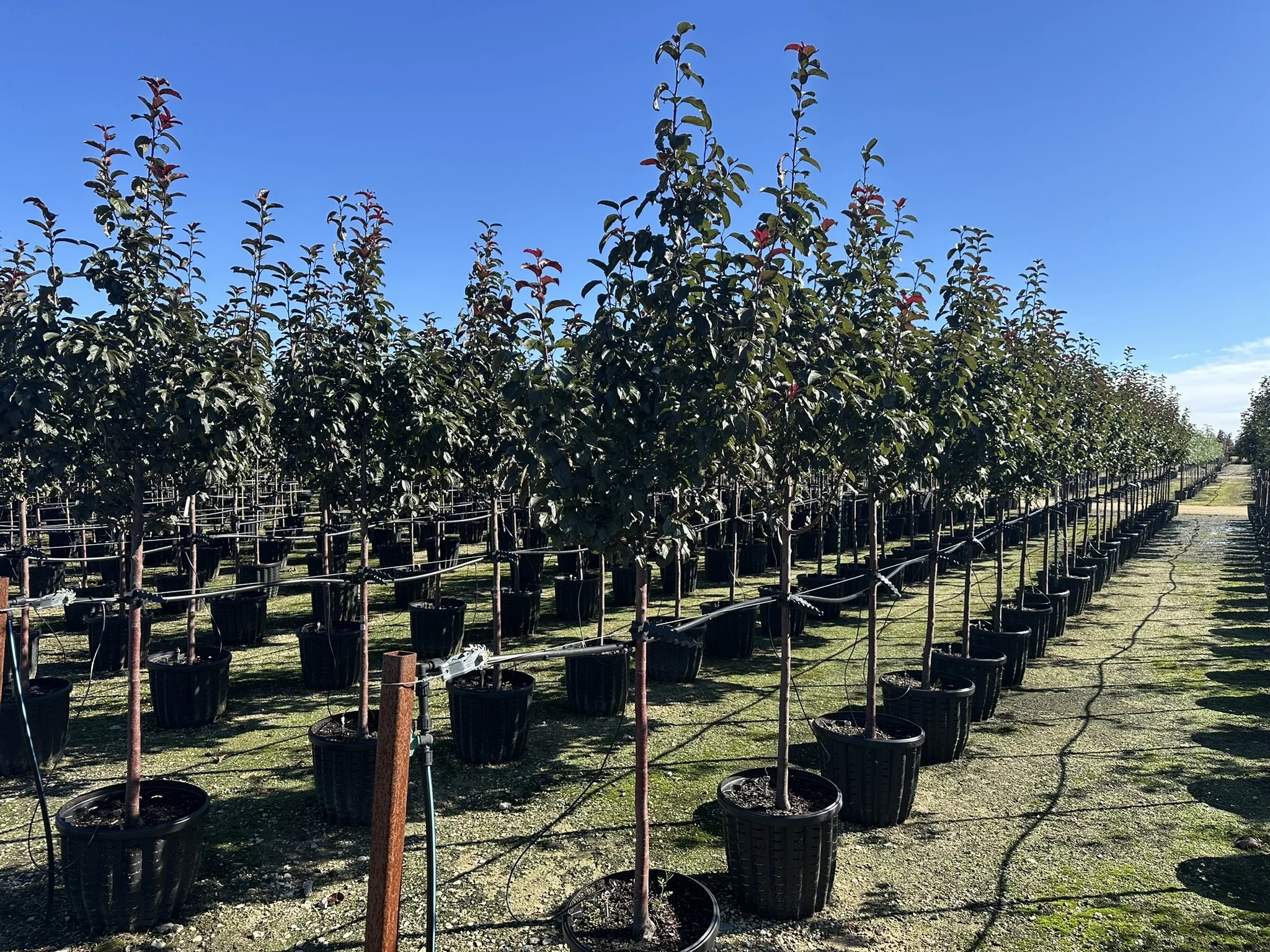 Malus Ruby Dayze® 'JFS KW139MX' PP31232