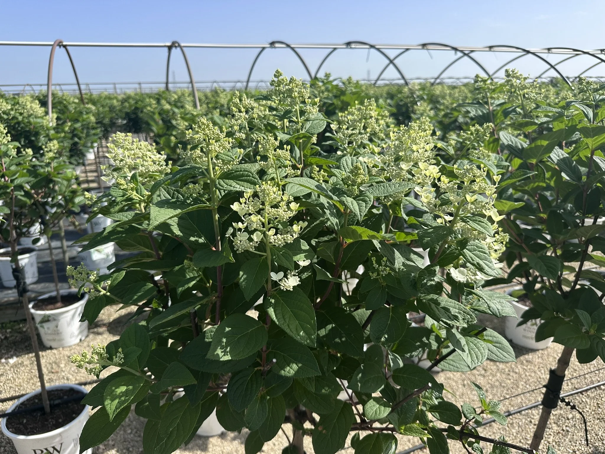 Hydrangea pan. Quick Fire® 'Bulk' (Tree Form) PP16812