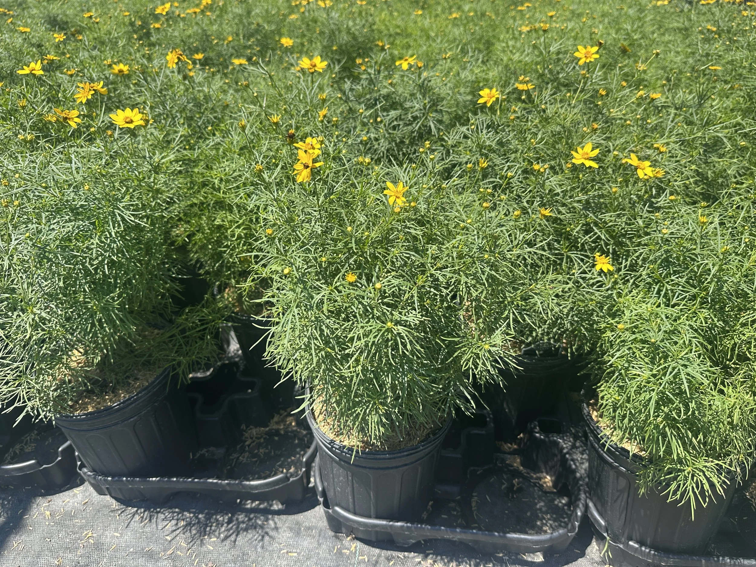 Coreopsis verticillata 'Zagreb'