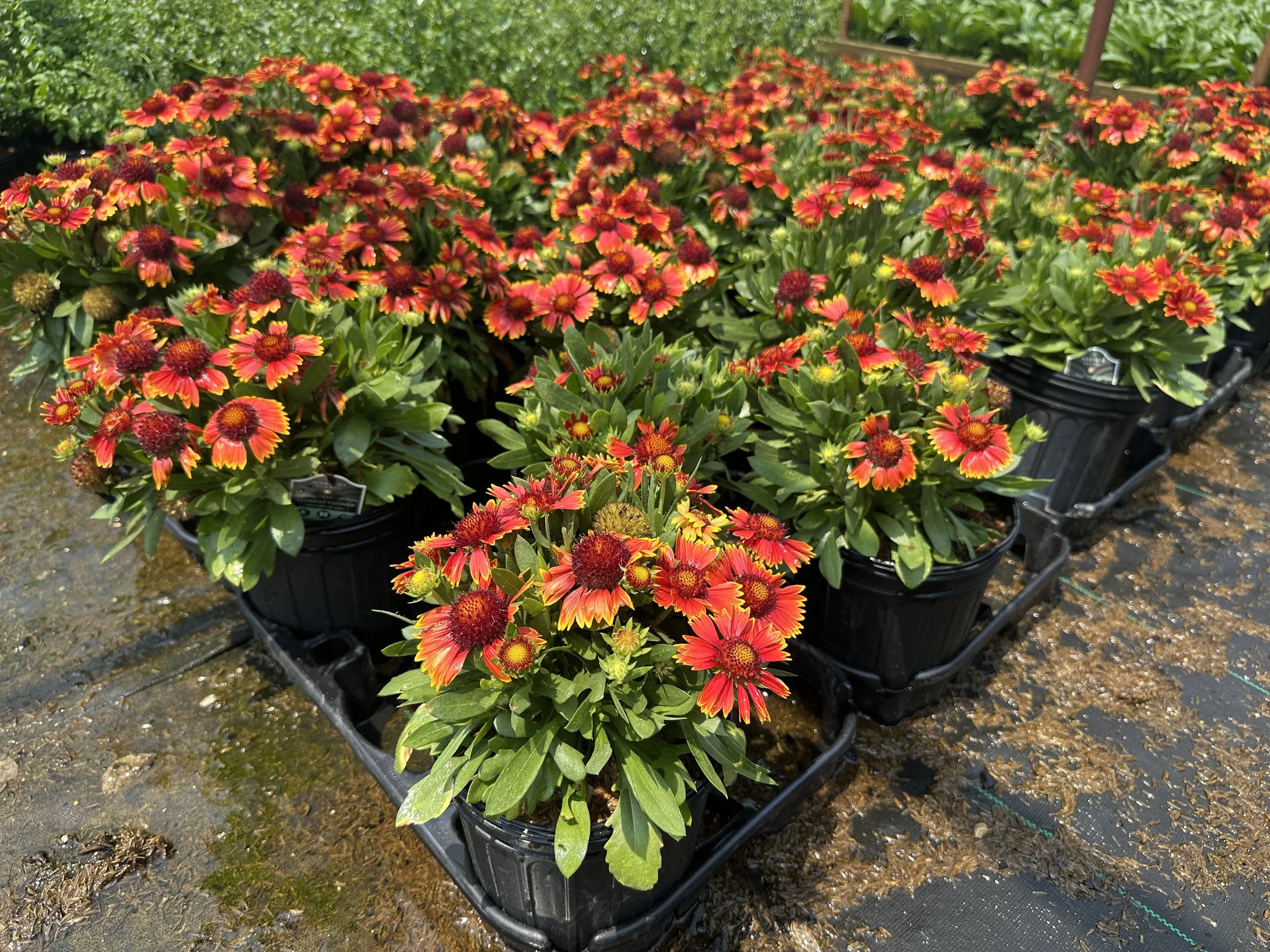 Gaillardia aristata SpinTop® Orange Halo