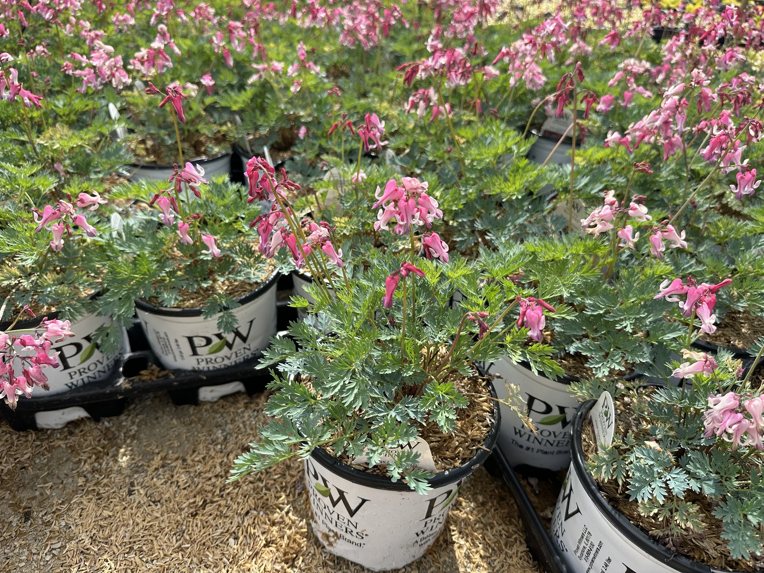 Dicentra 'Pink Diamonds'