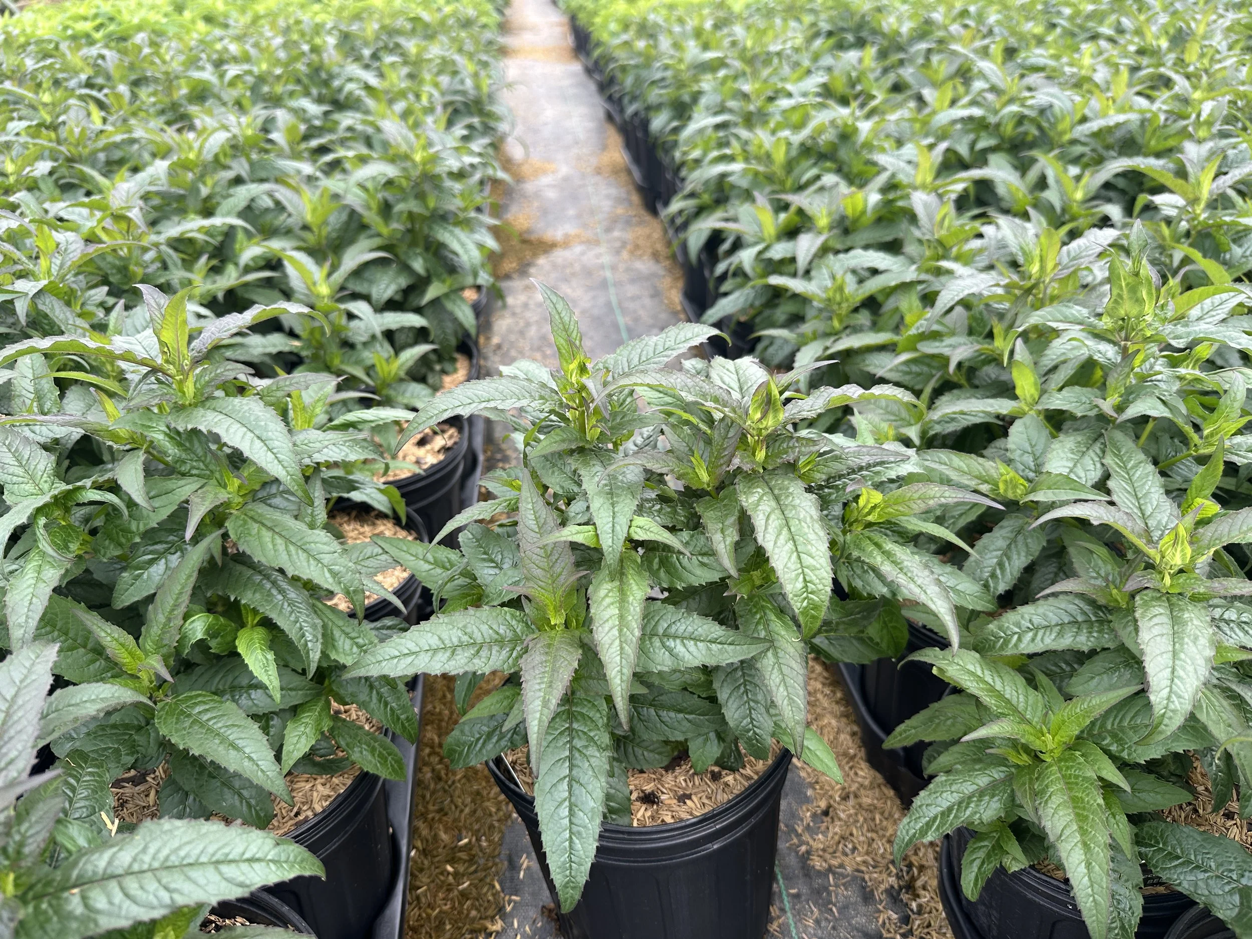 Monarda Electric Neon Pink.JPG