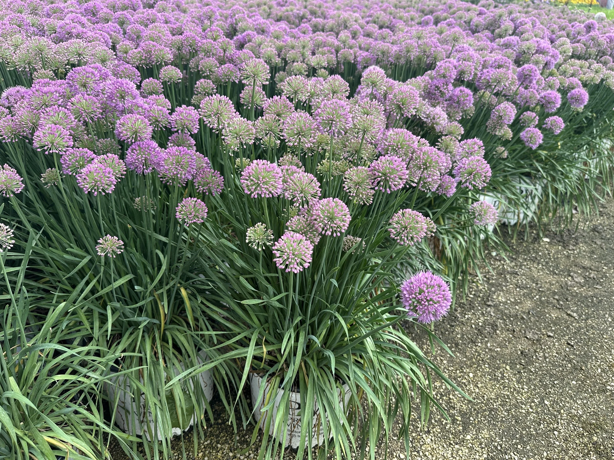 Allium 'Serendipity' PP32023