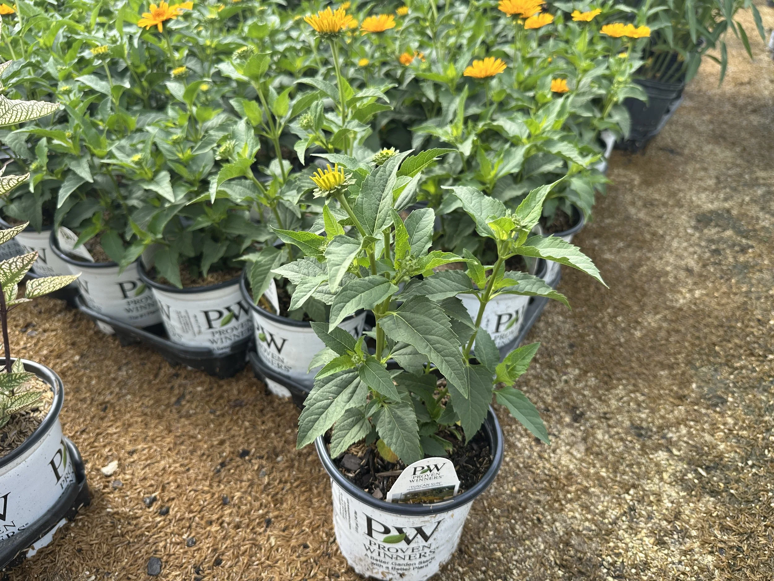 Heliopsis helianthoides 'Tuscan Sun' PP18763