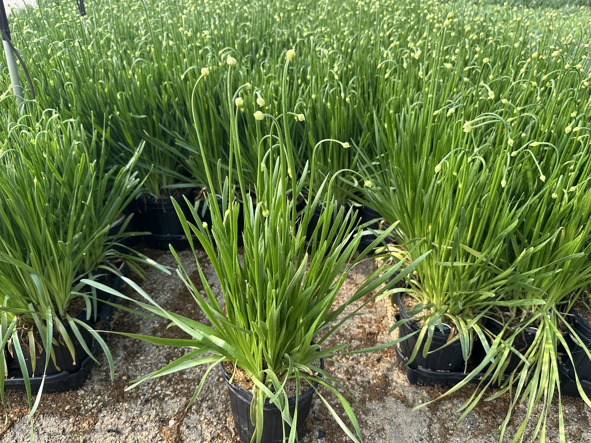 Allium 'Millenium'