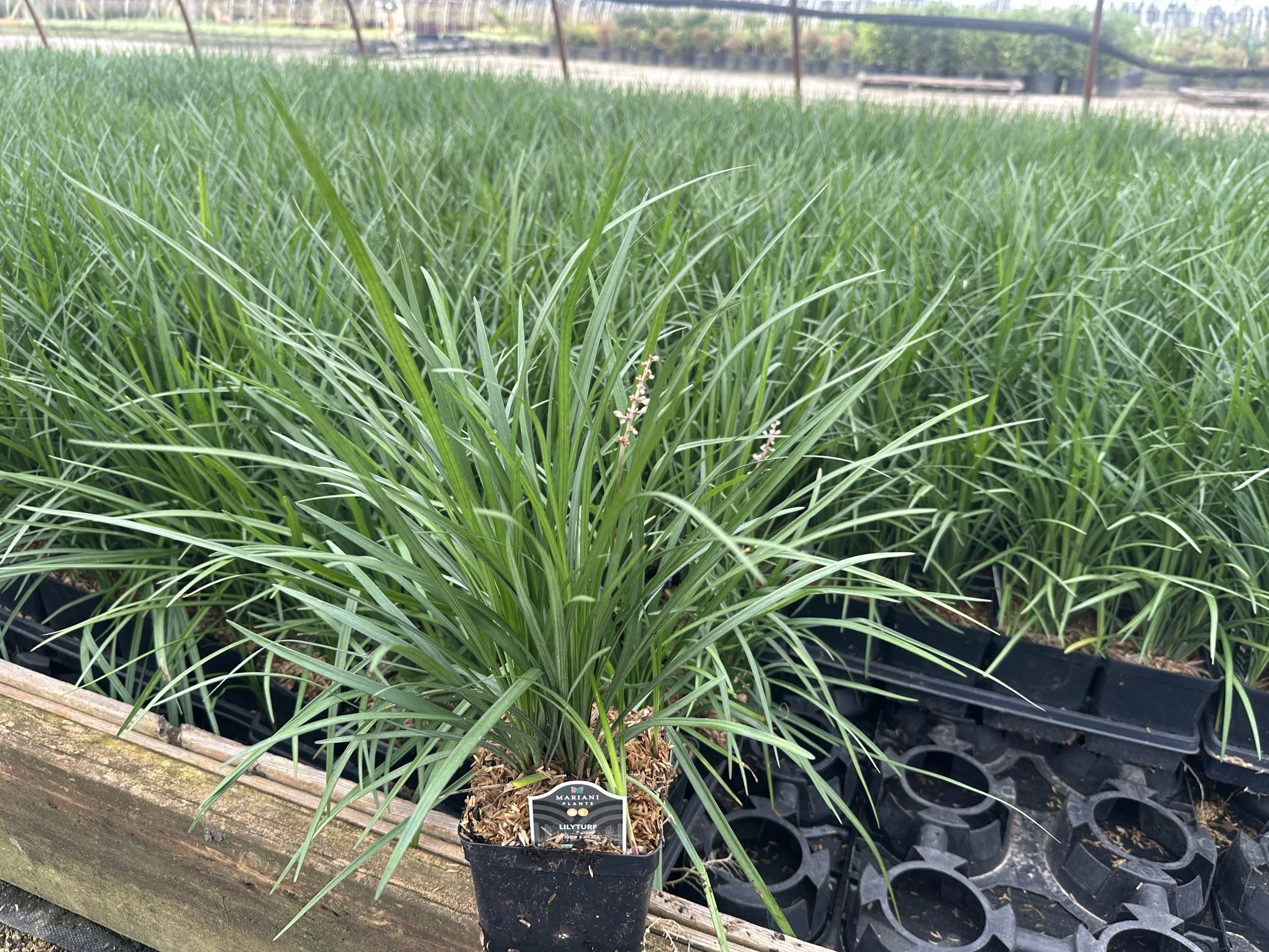 Liriope spicata