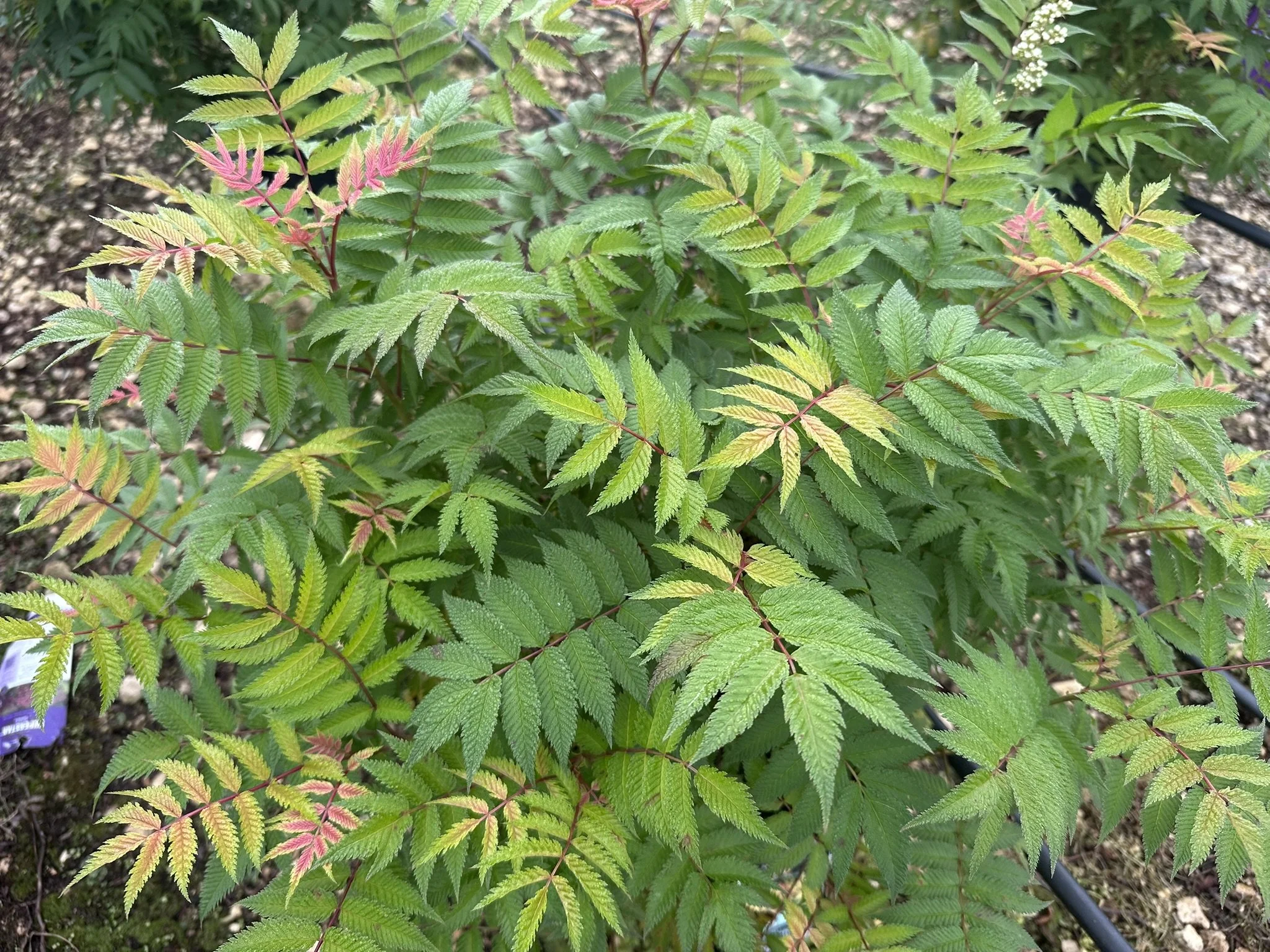 Sorbaria sorbifolia 'Sem' PP16336