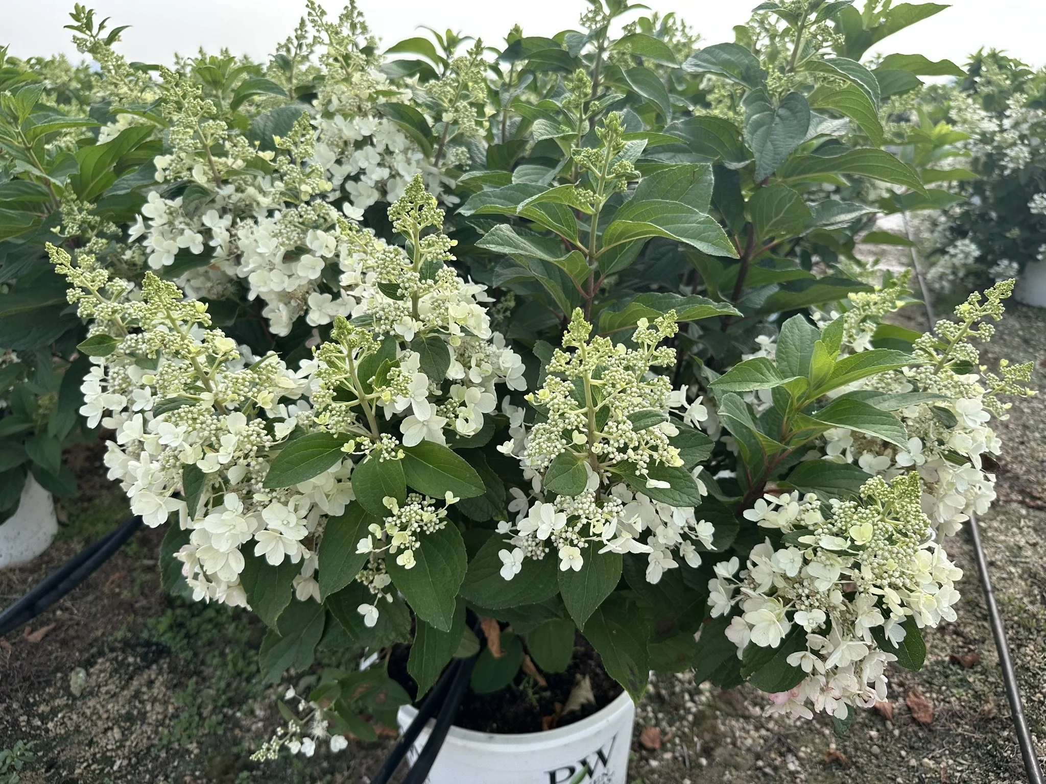 Hydrangea paniculata Pinky Winky® 'DVPPinky' PP16166