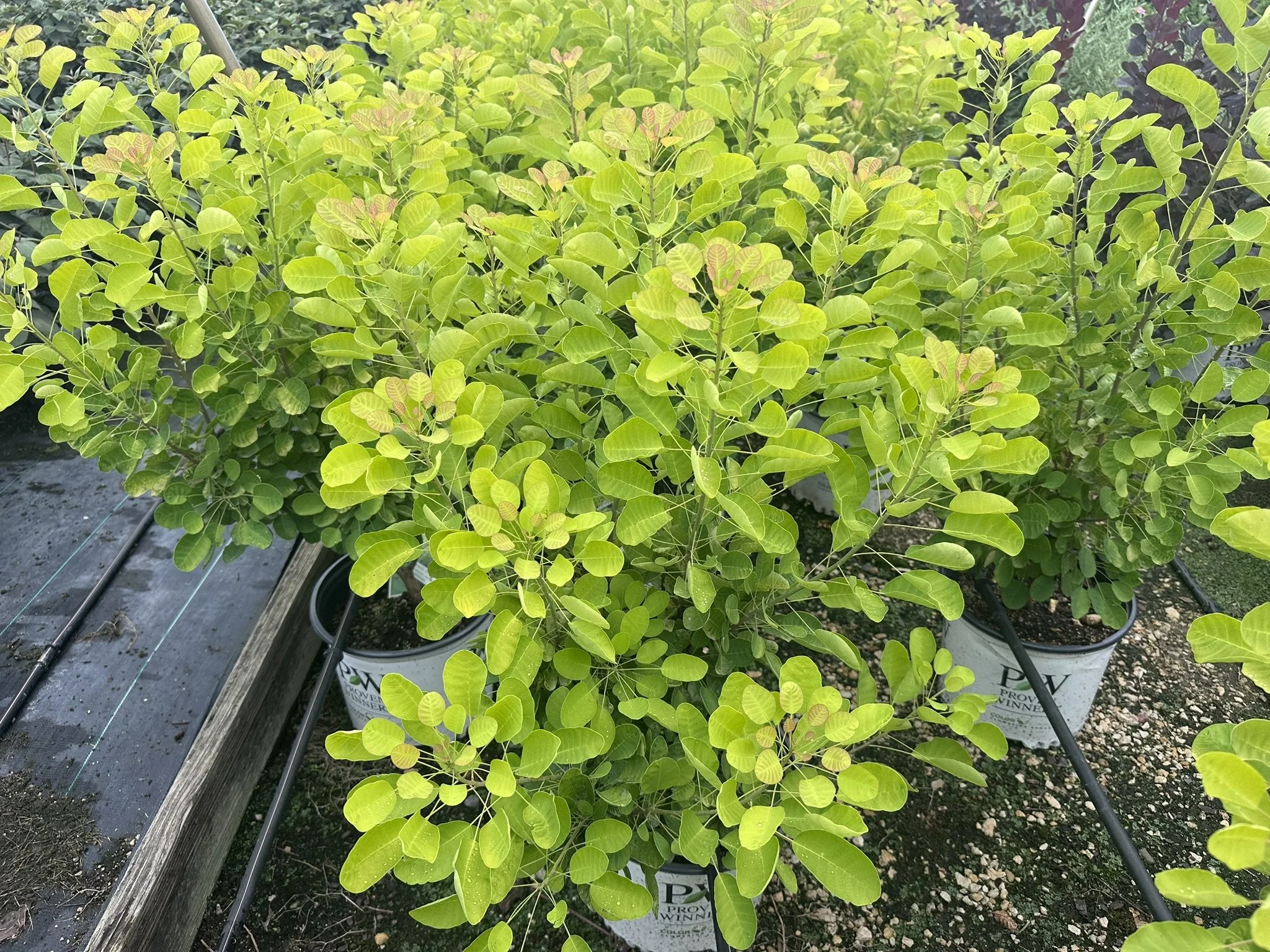 Cotinus coggygria Winecraft Gold® 'MINCOJAU3' PP30327