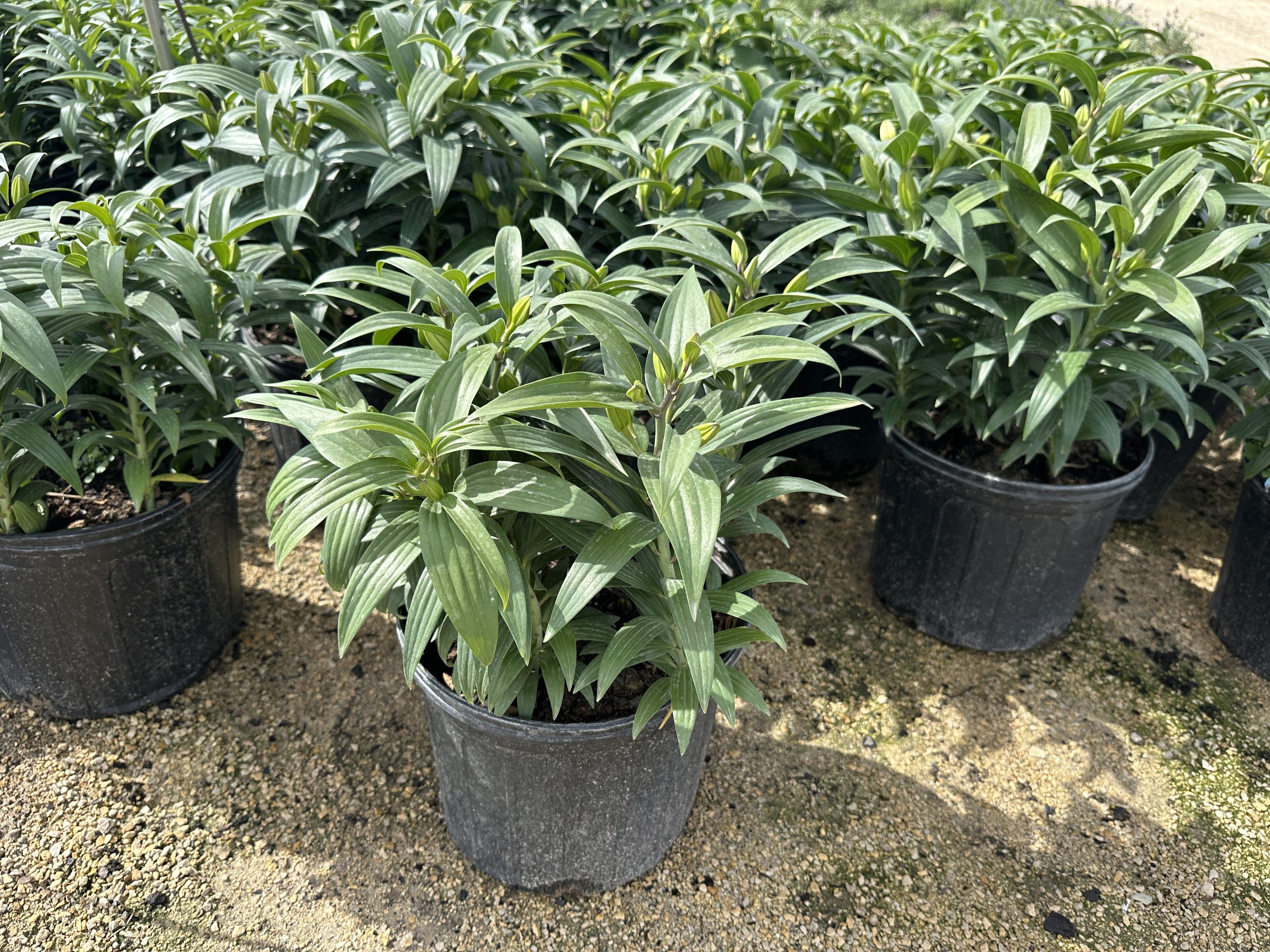 Lilium Lily Looks™ 'Sunny Keys' PAF