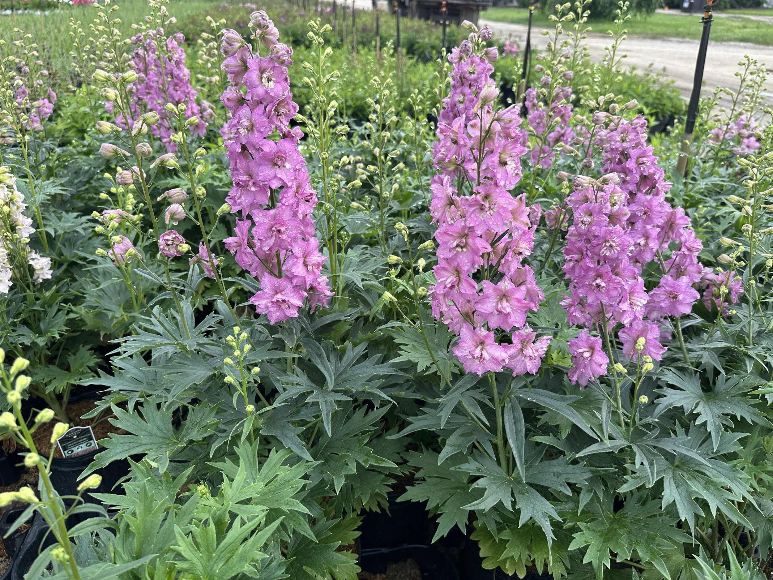 Delphinium Delgenius® Chantay PP34608