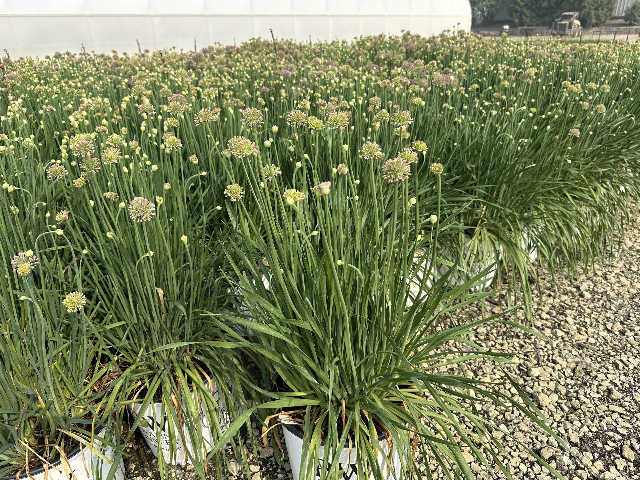 Allium 'Serendipity' PP32023