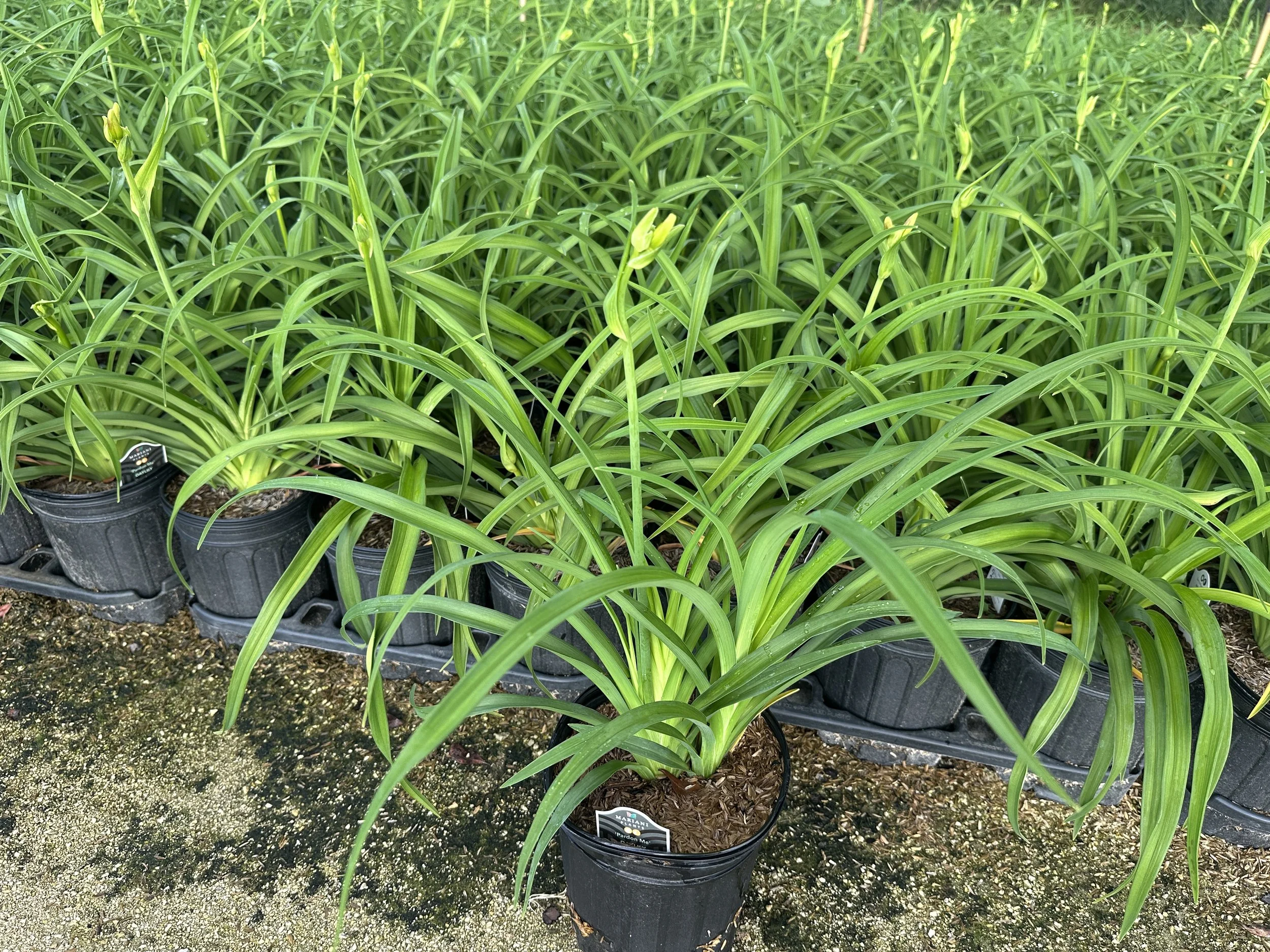 Hemerocallis Pardon Me.JPG