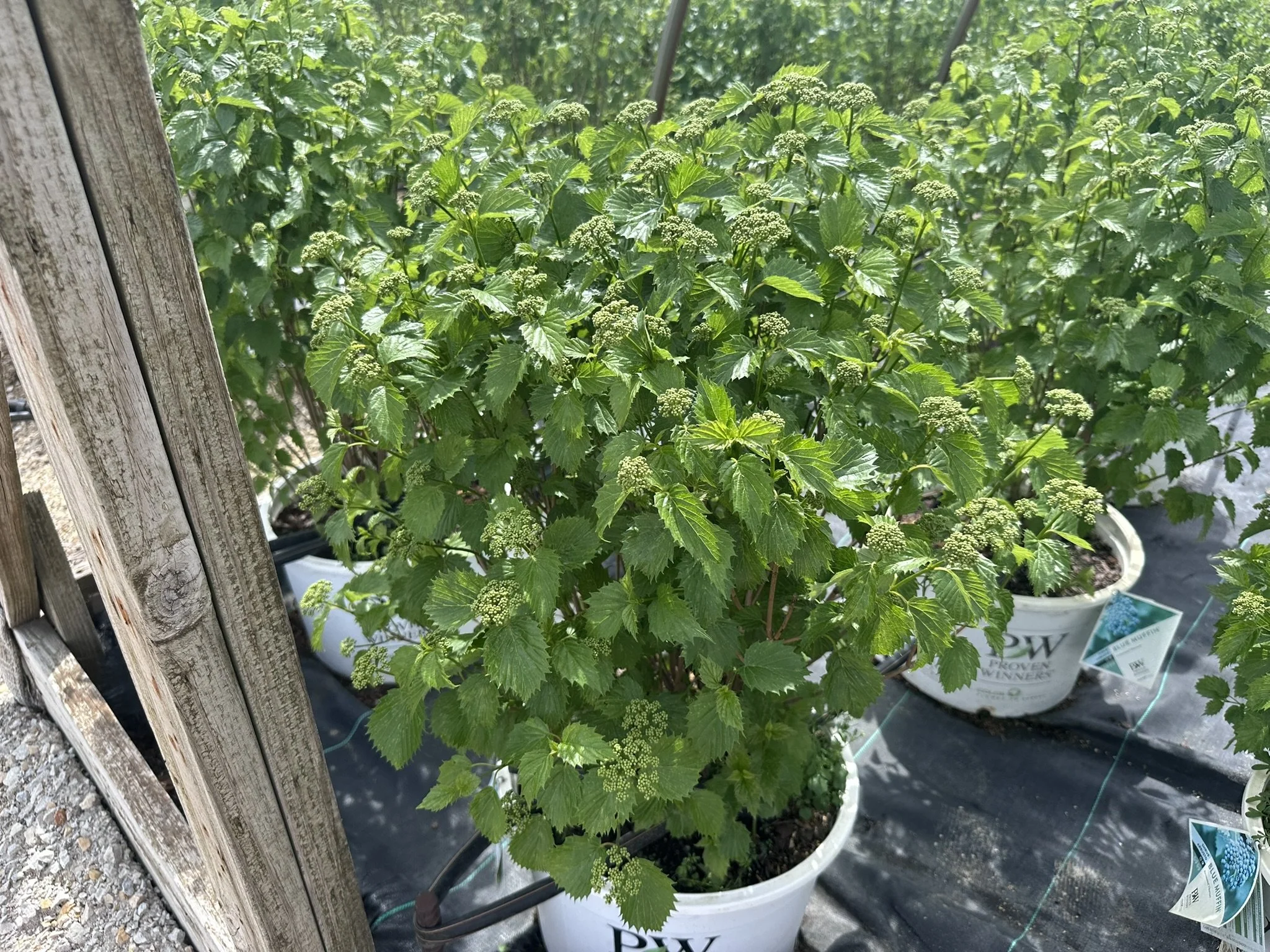 Viburnum dentatum Blue Muffin® 'Christom'