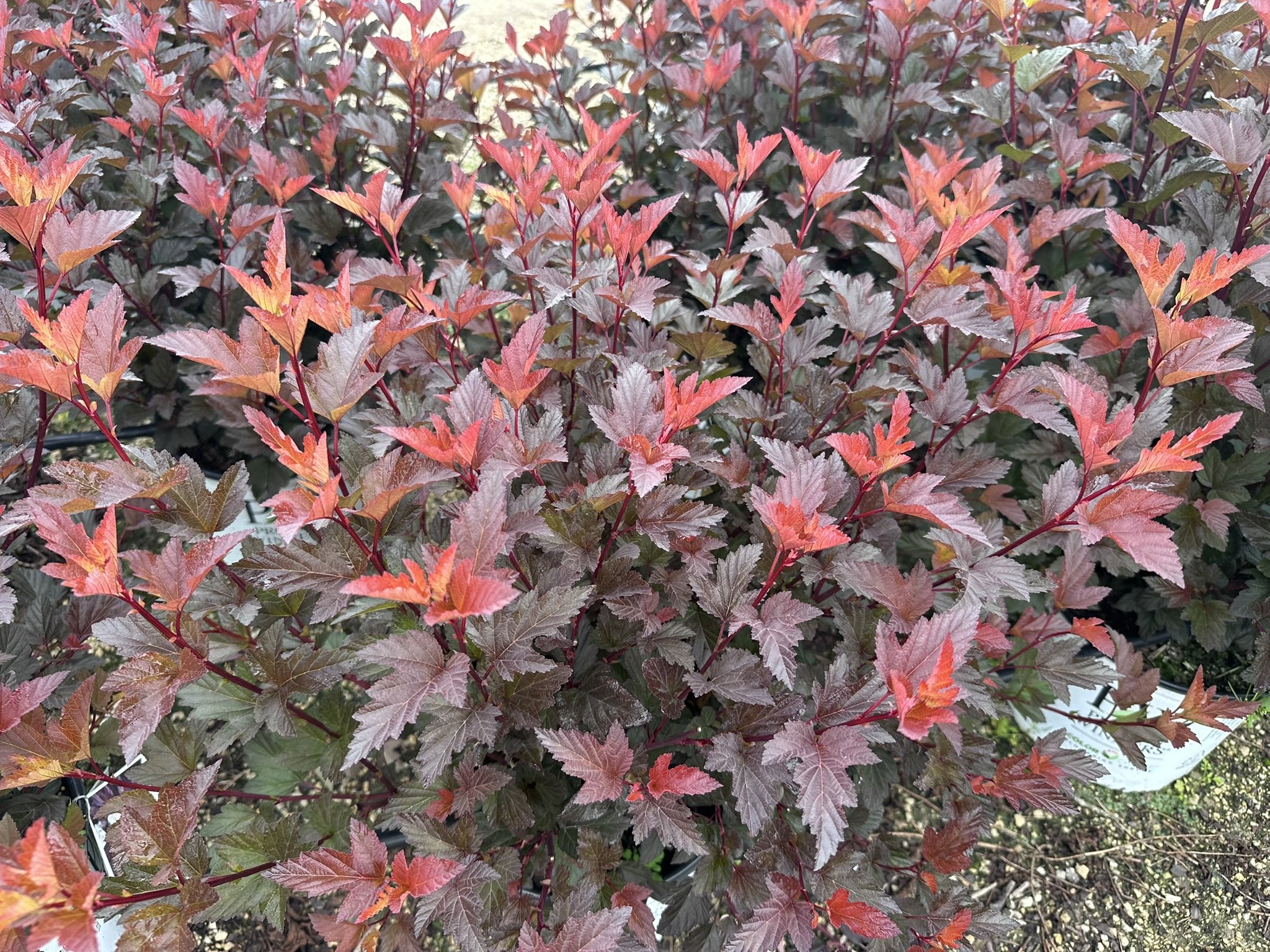 Physocarpus op. Ginger Wine® 'SMNPOBLR' PP28695