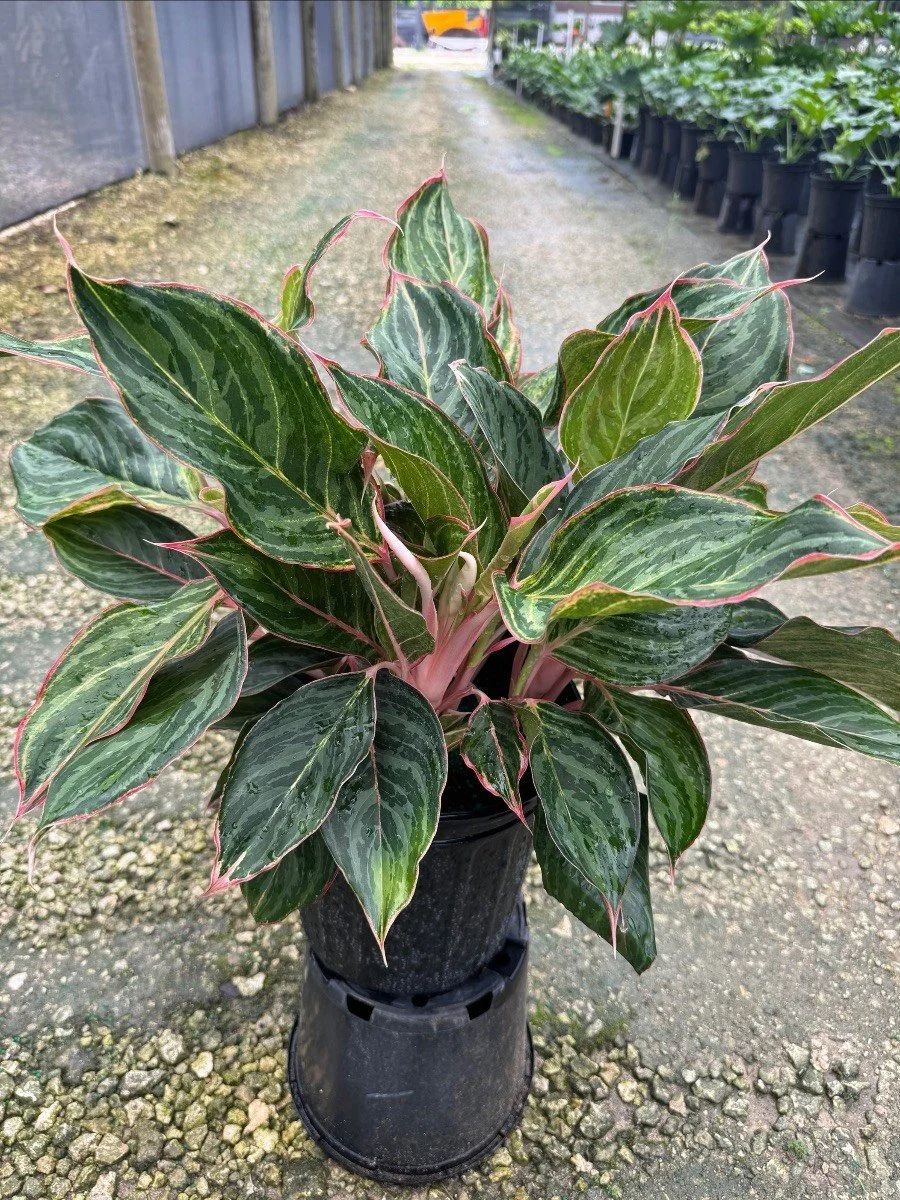 Aglaonema 'Moonstone Miles'