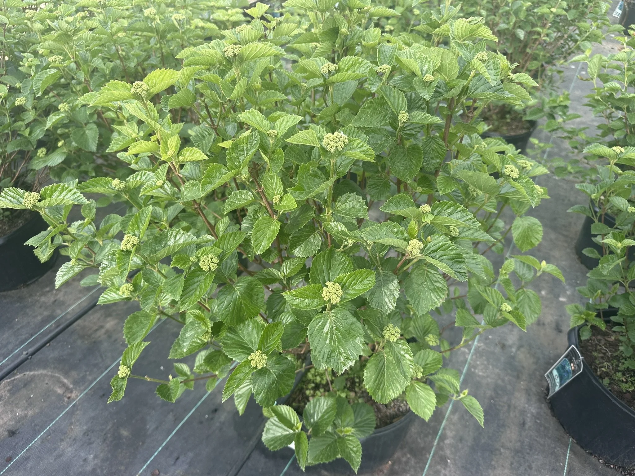 Viburnum dentatum Chicago Lustre® 'Synnestvedt'
