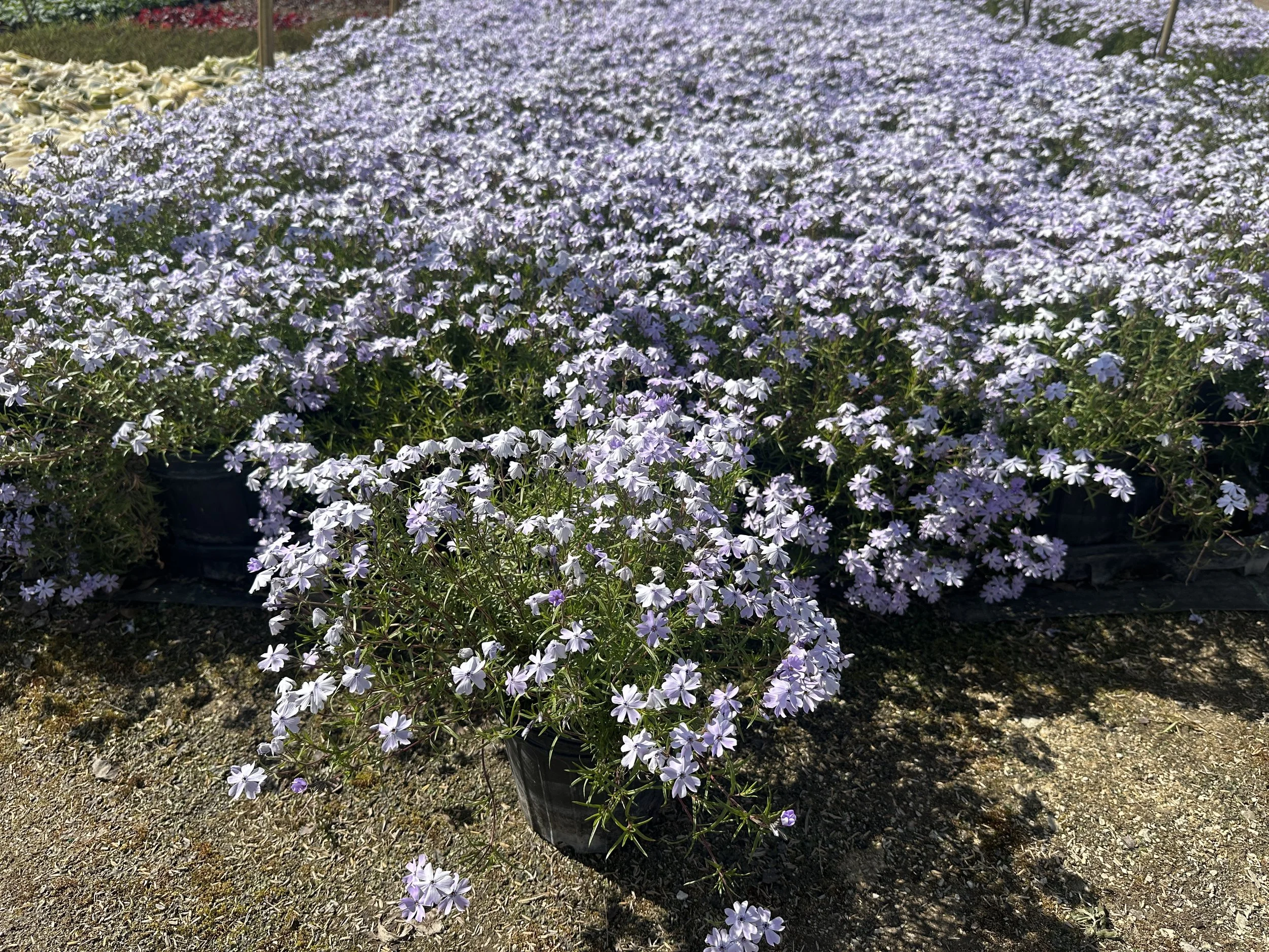 Phlox subulata 'Emerald Blue'