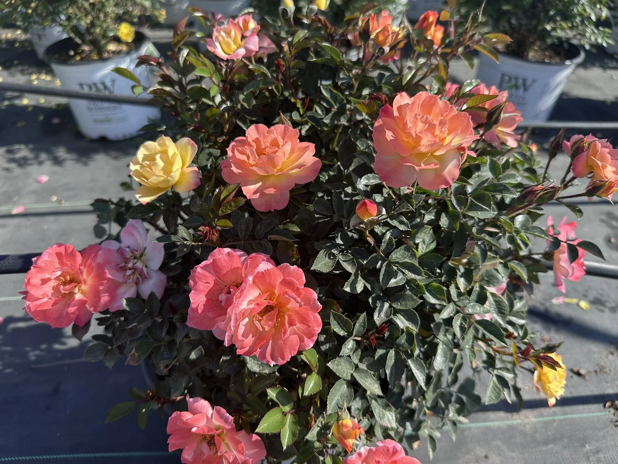 Rosa Oso Easy Italian Ice® 'CHEWNICEBELL' PP26532