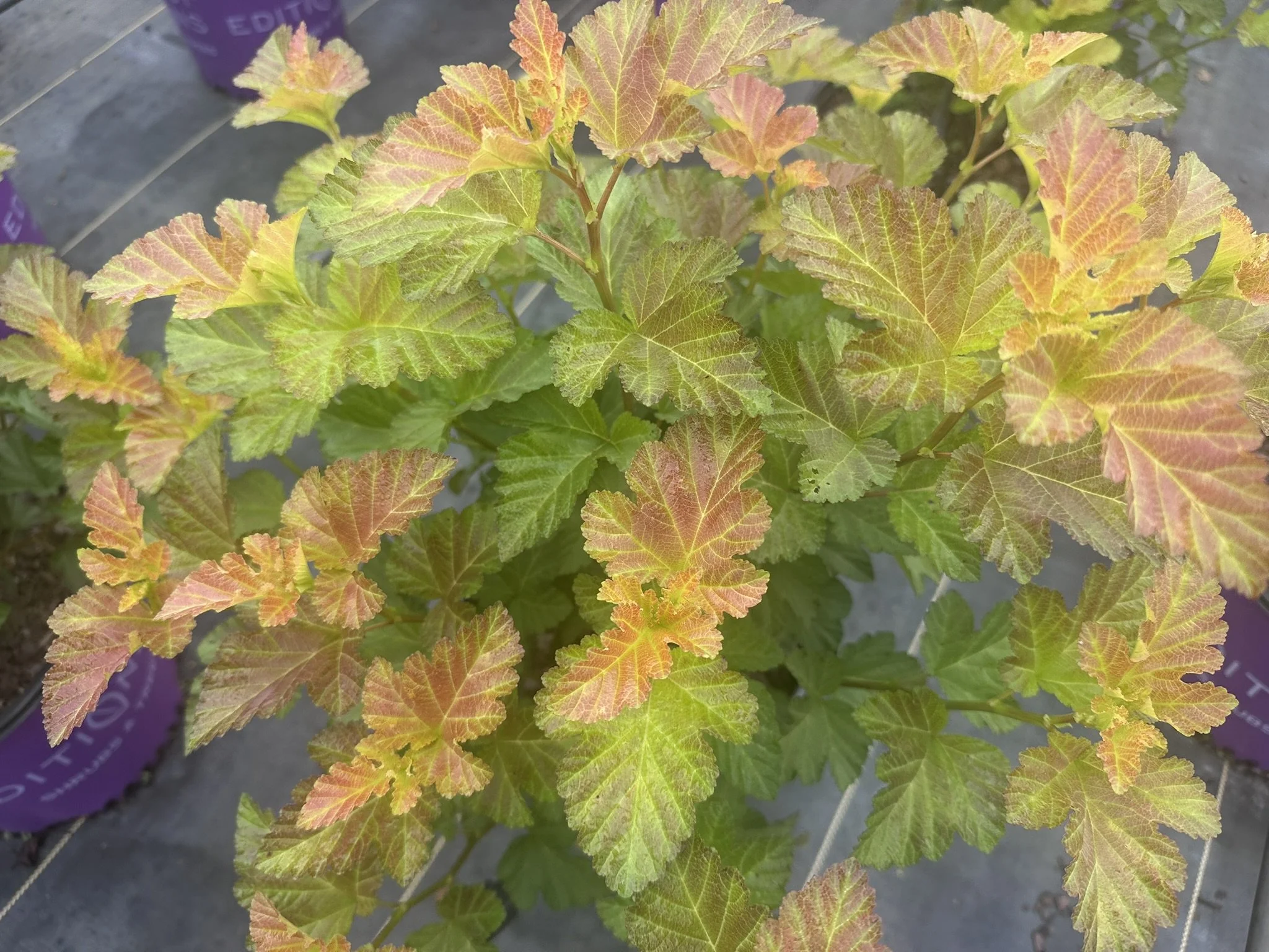 Physocarpus op. Amber Jubilee™ 'Jefam' PP23177