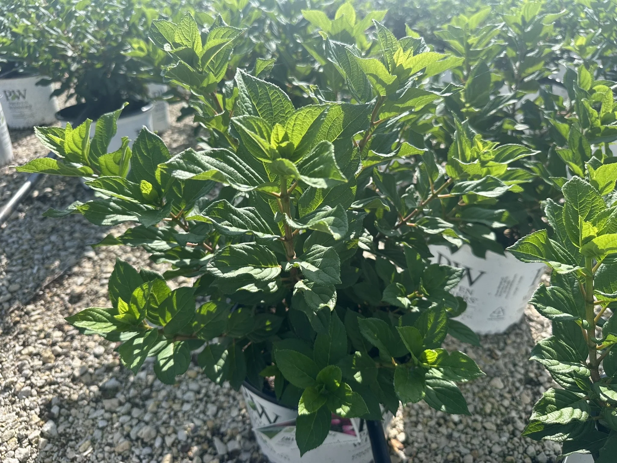Hydrangea paniculata Little Lime Punch® 'SMNHPH' PP33207