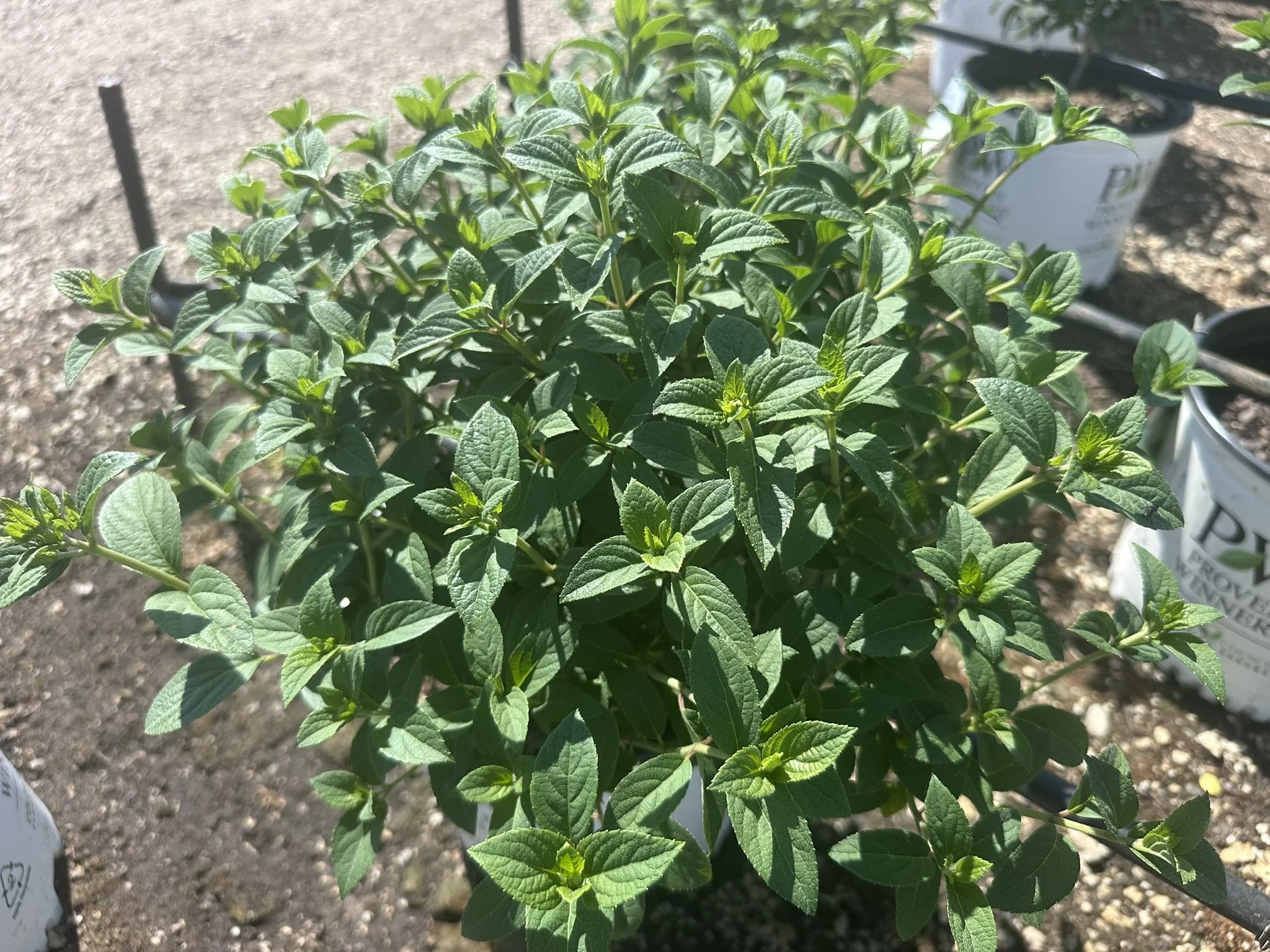 Hydrangea Bobo.JPEG