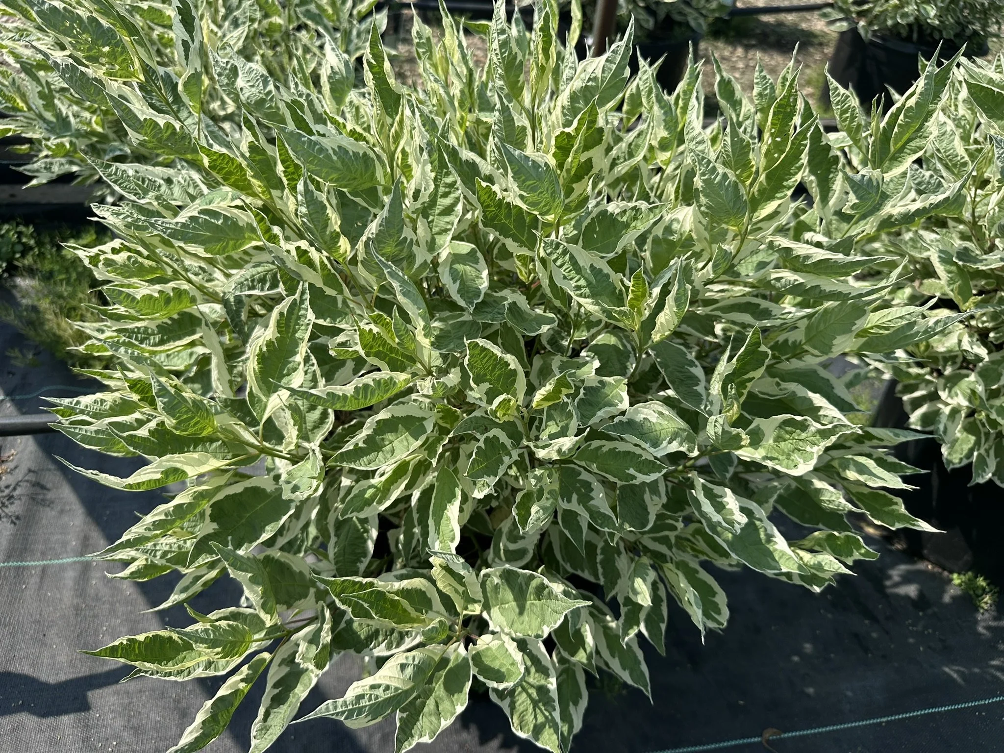 Cornus alba Ivory Halo® 'Bailhalo'