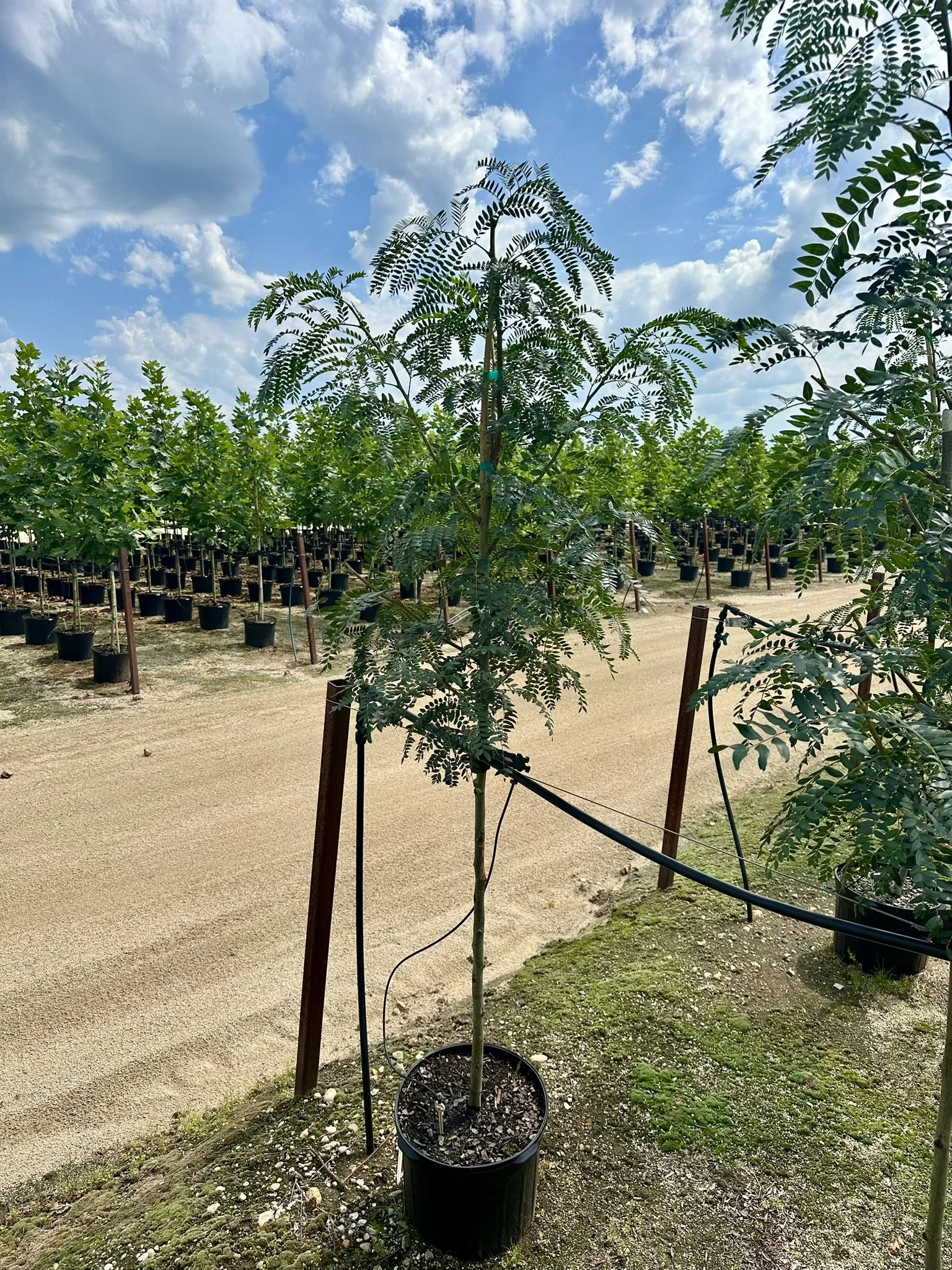Gleditsia t. var. inermis 'Imperial'