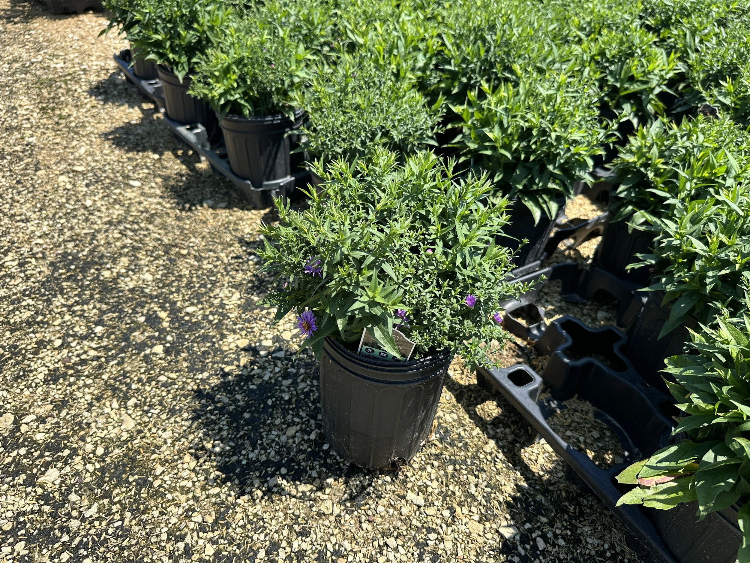 Aster 'Wood's Purple'