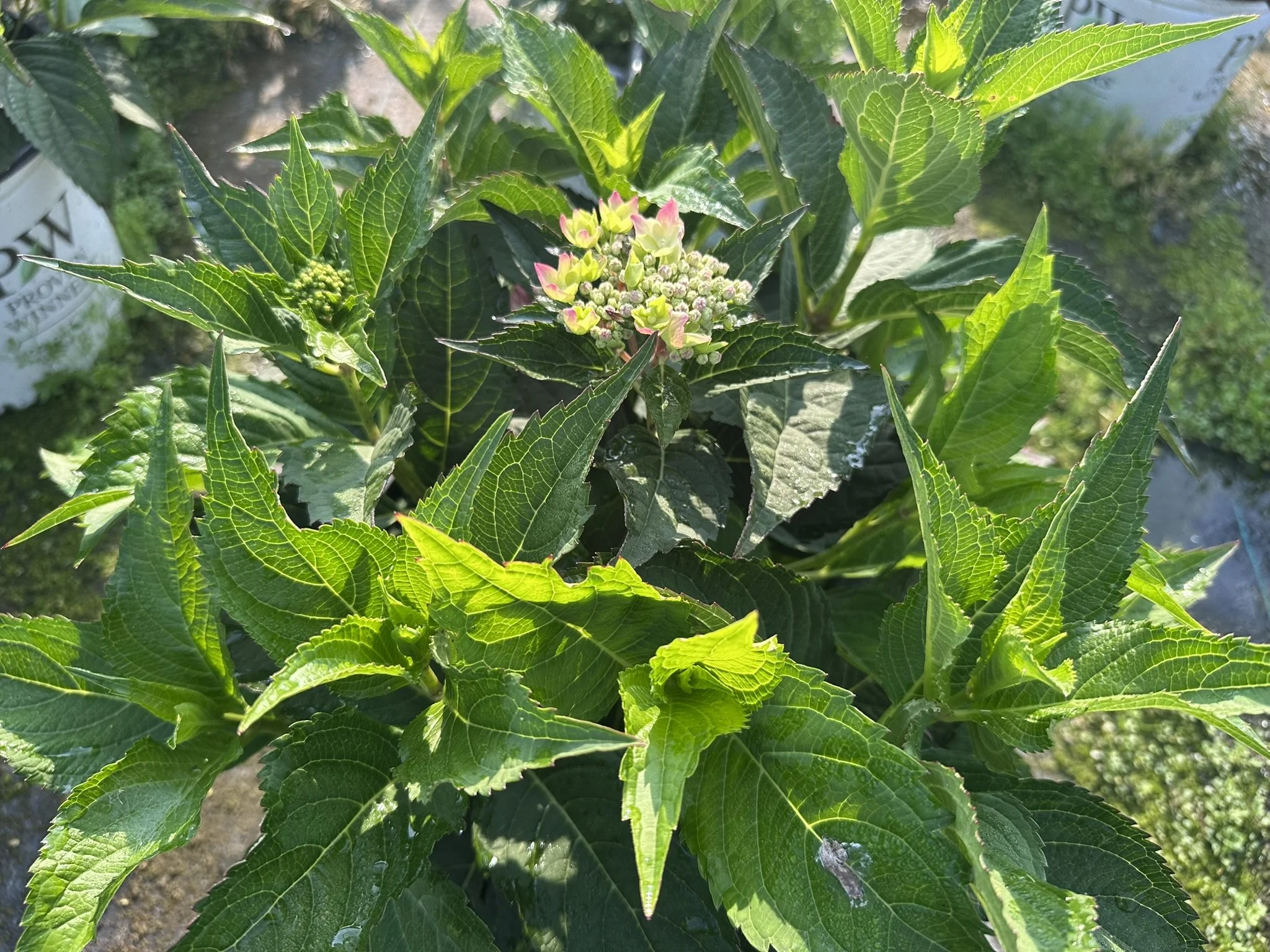 Hydrangea serrata Let's Dance Can Do!® 'SMNHSI' PP32548