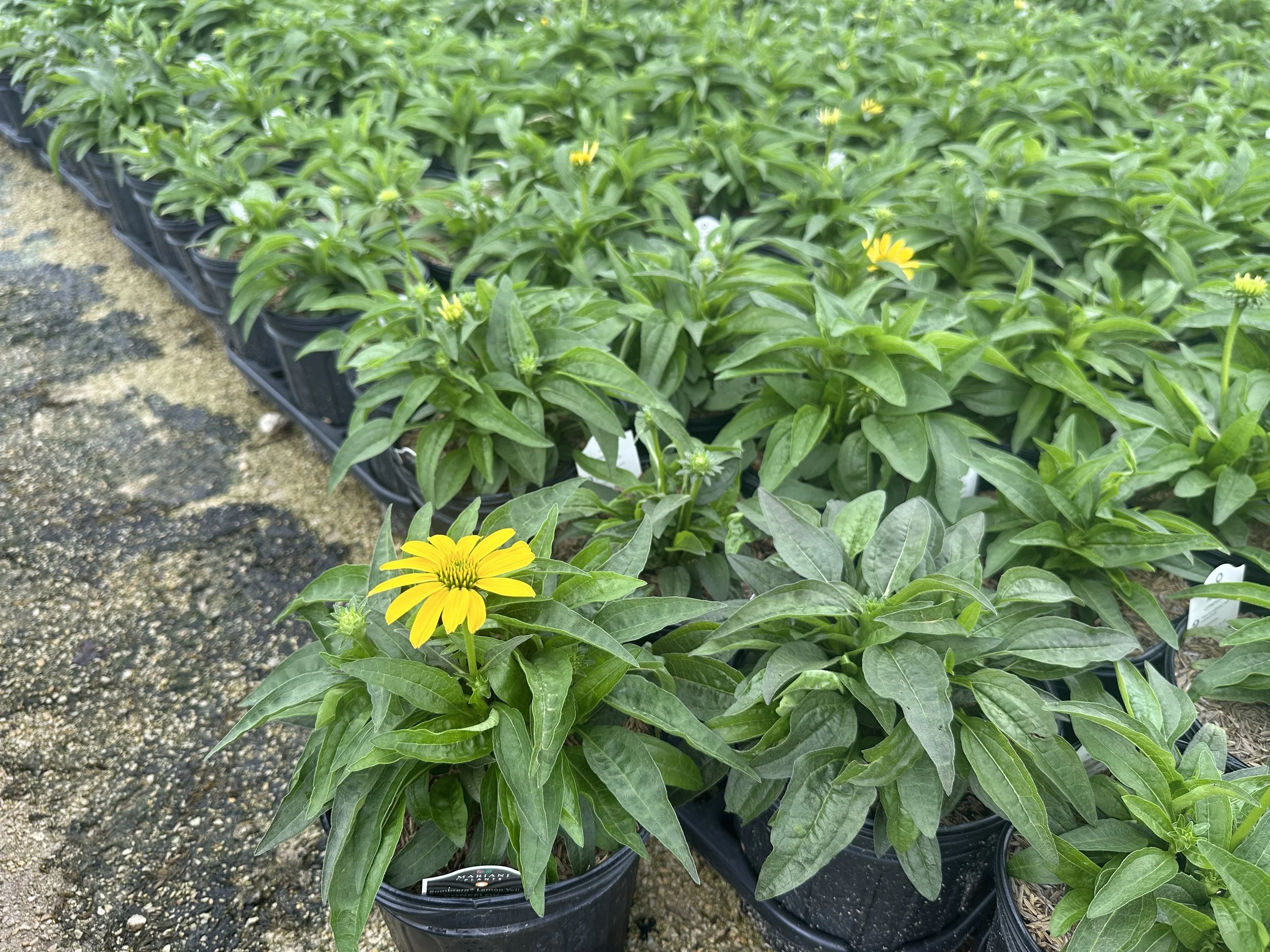 Echinacea Sombrero Lemon Yellow Improved.JPG