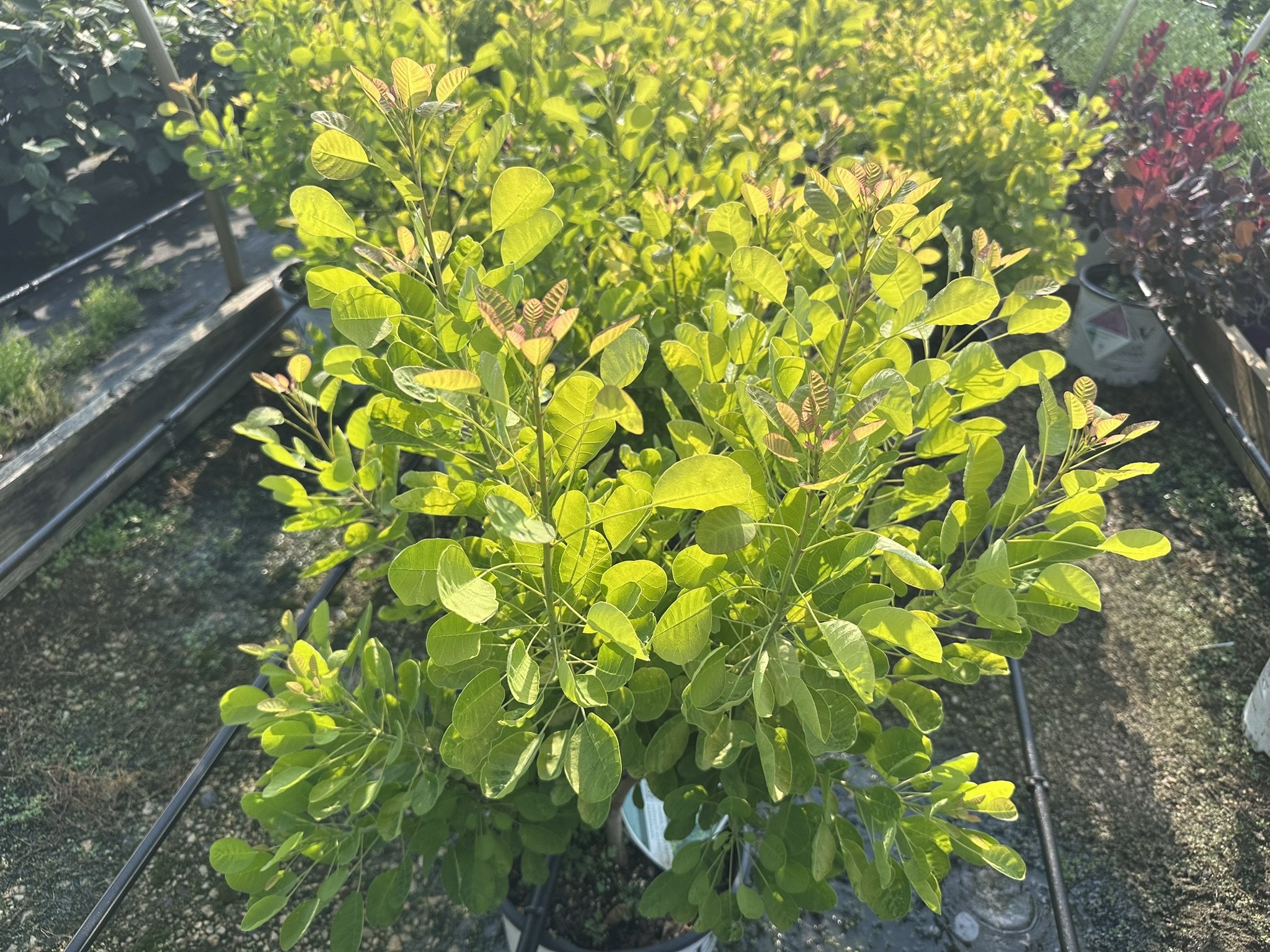 Cotinus coggygria Winecraft Gold® 'MINCOJAU3' PP30327