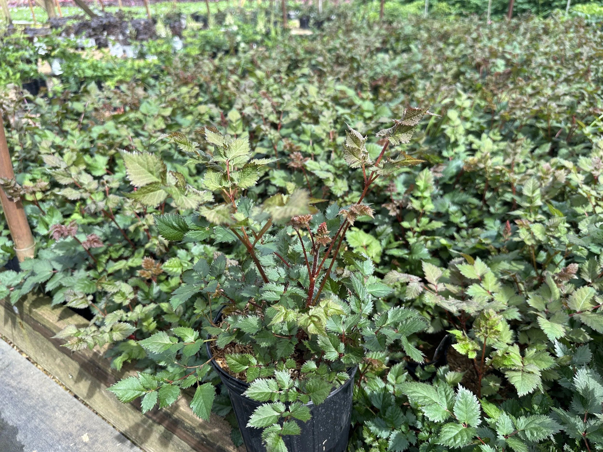 Astilbe chinensis 'Vision Vulcano' PP31422