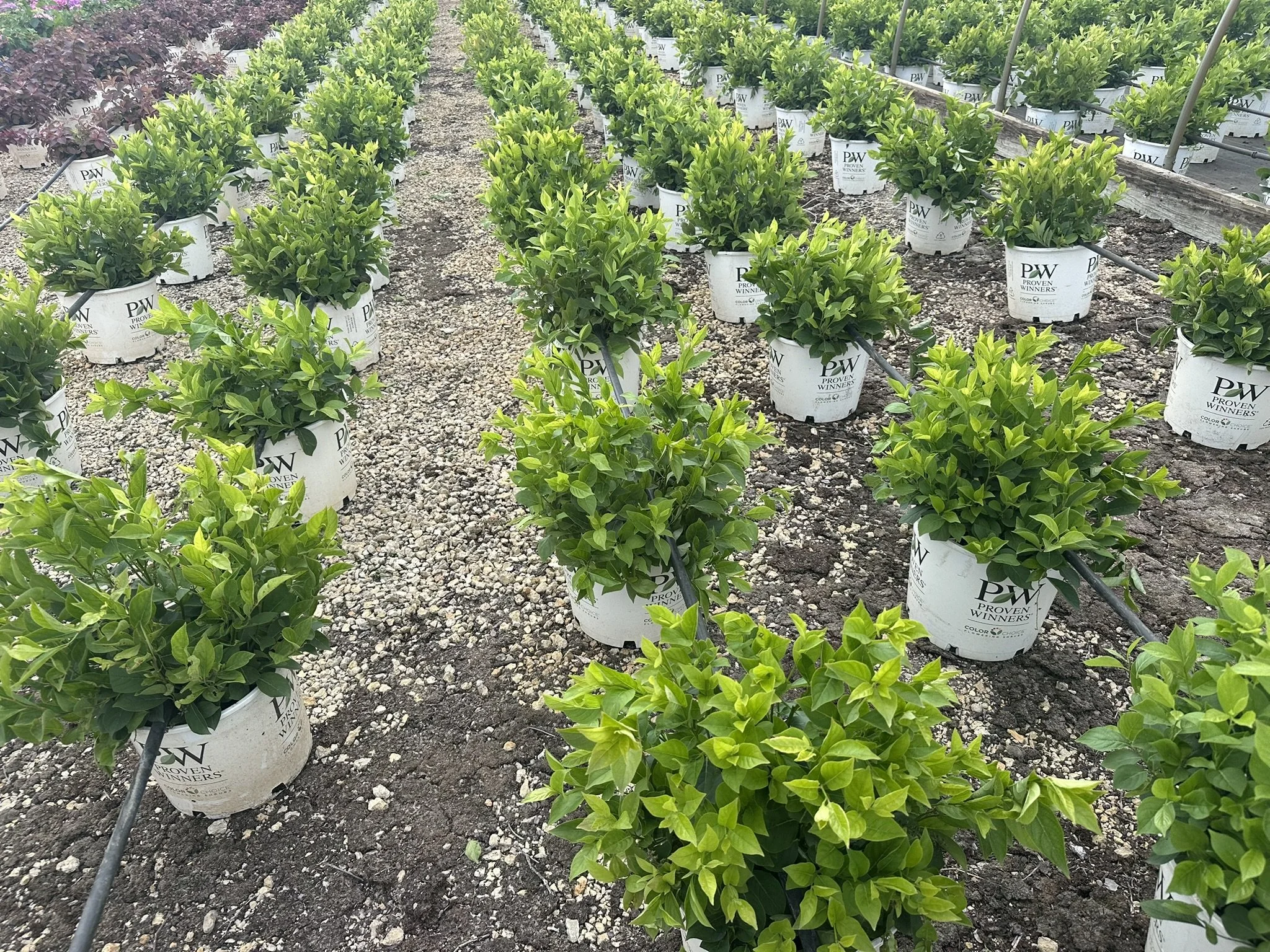 Itea virginica Little Henry® 'Sprich' PP10988