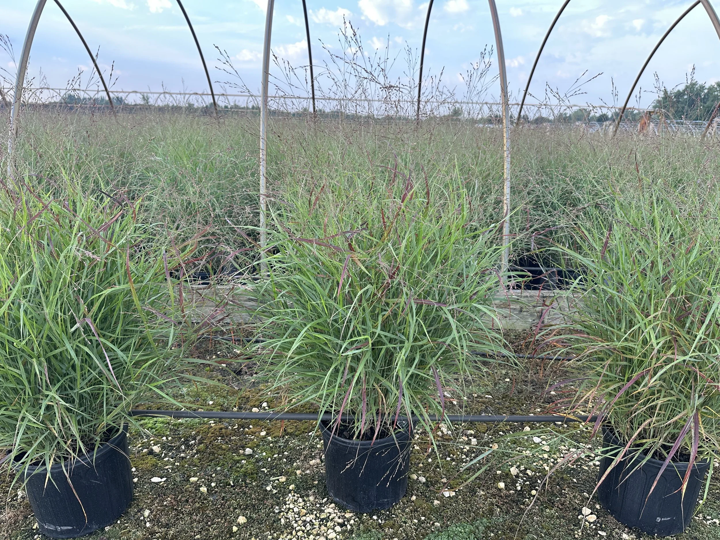 Panicum virgatum 'Shenandoah'