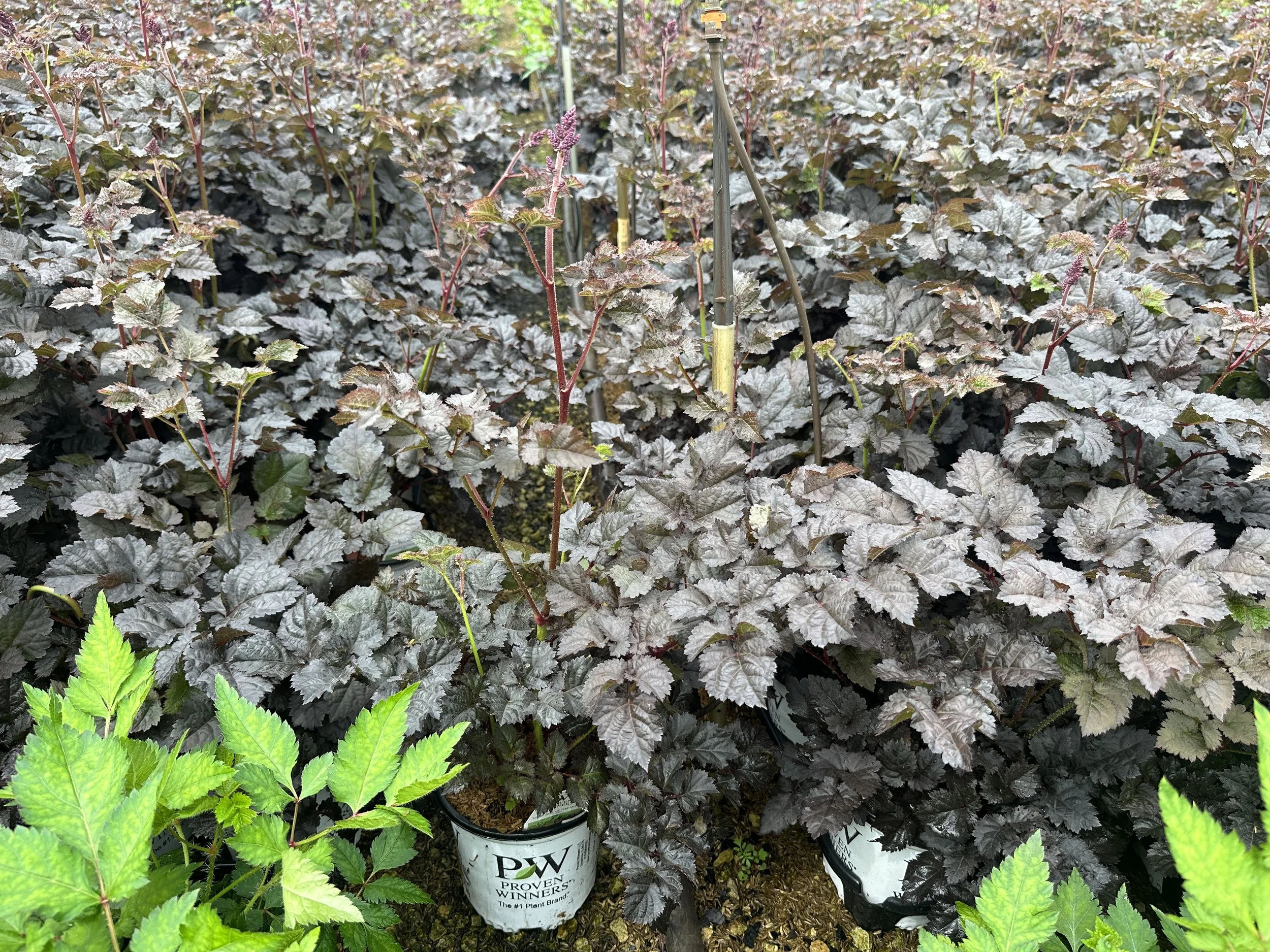 Astilbe chinensis 'Dark Side of the Moon' PP35461
