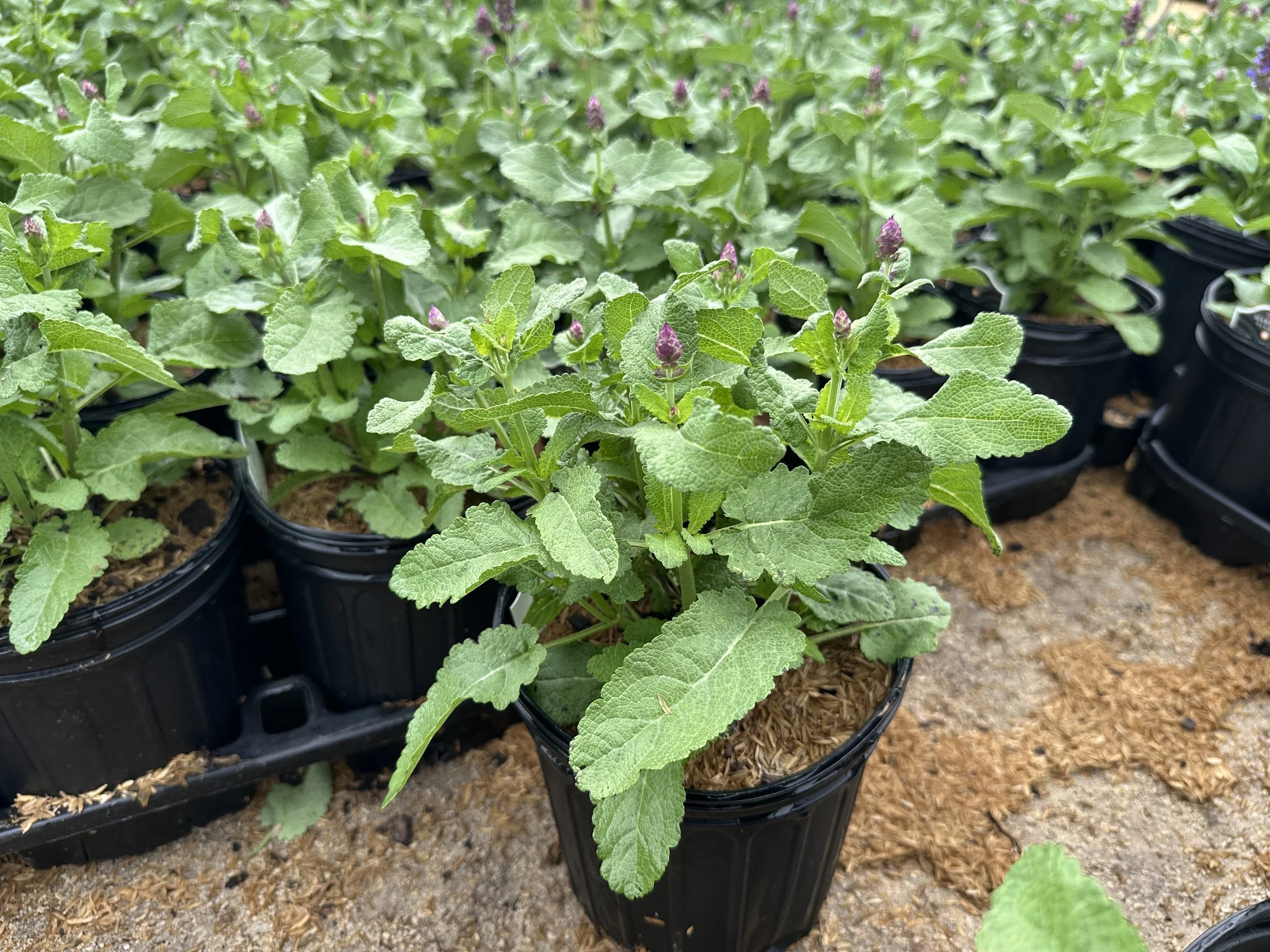 Salvia nemorosa 'Blue Marvel' PP27018