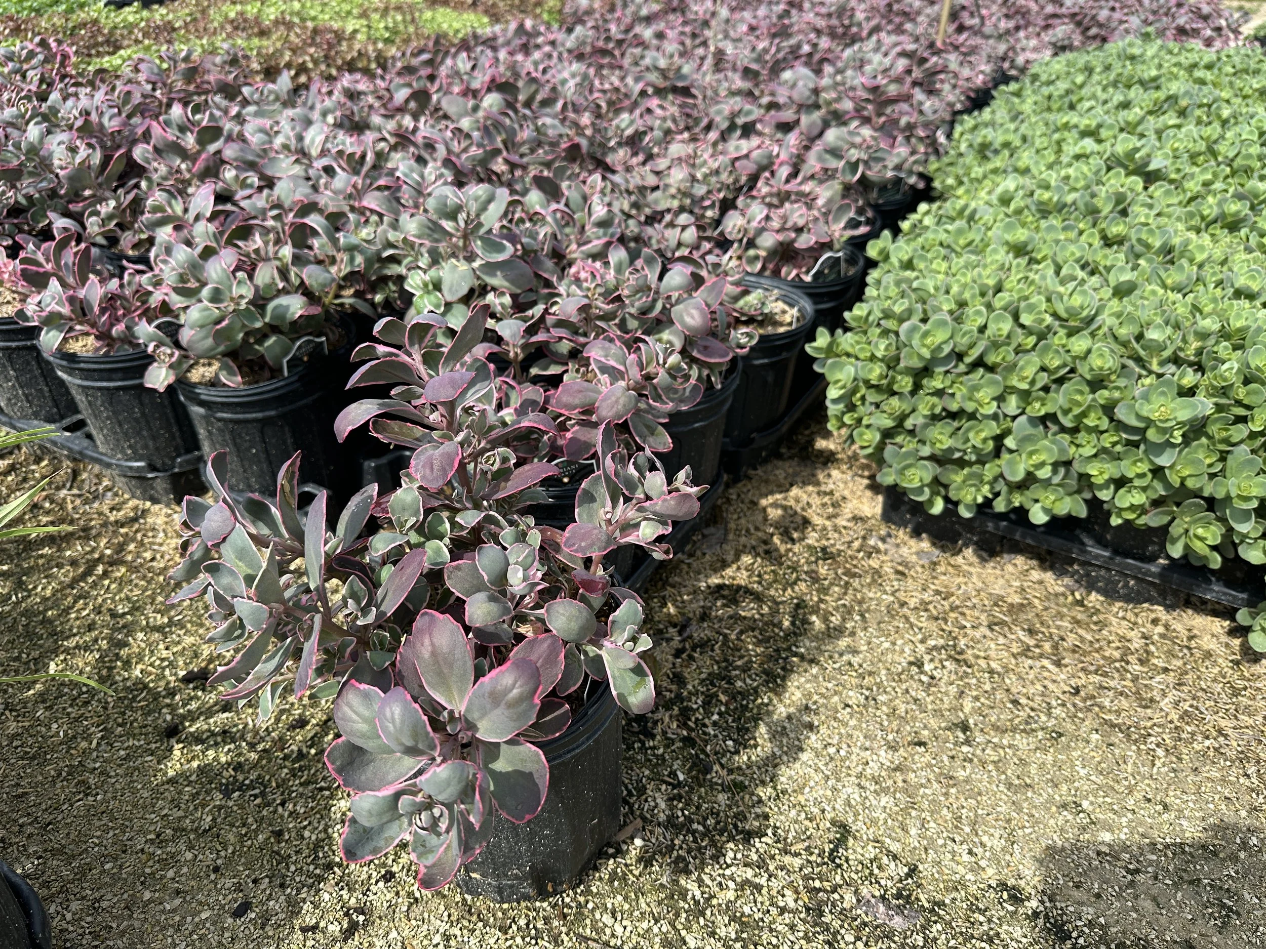 Sedum Dream Dazzler.JPG