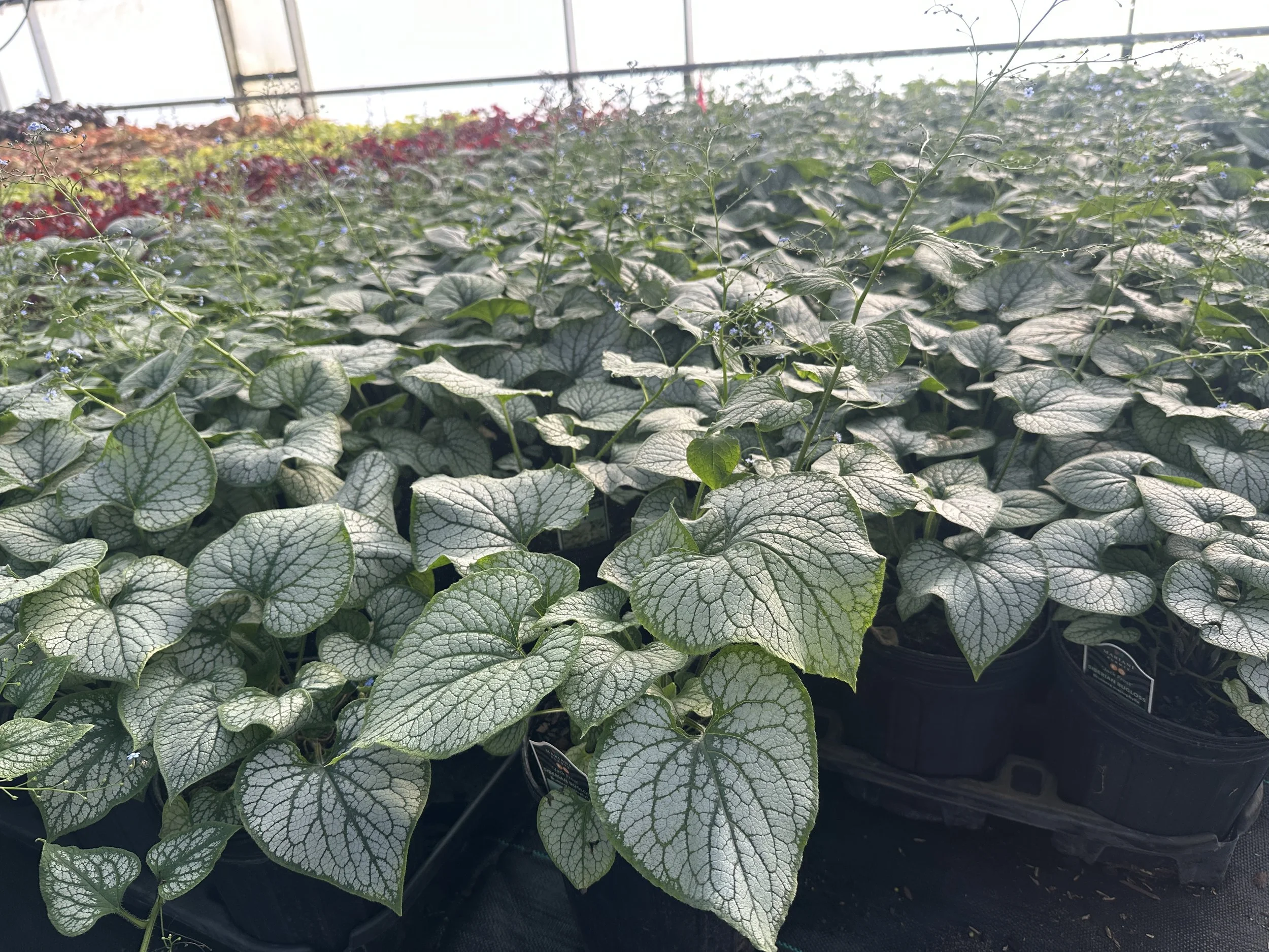 Brunnera 'Jack Frost' PP13859