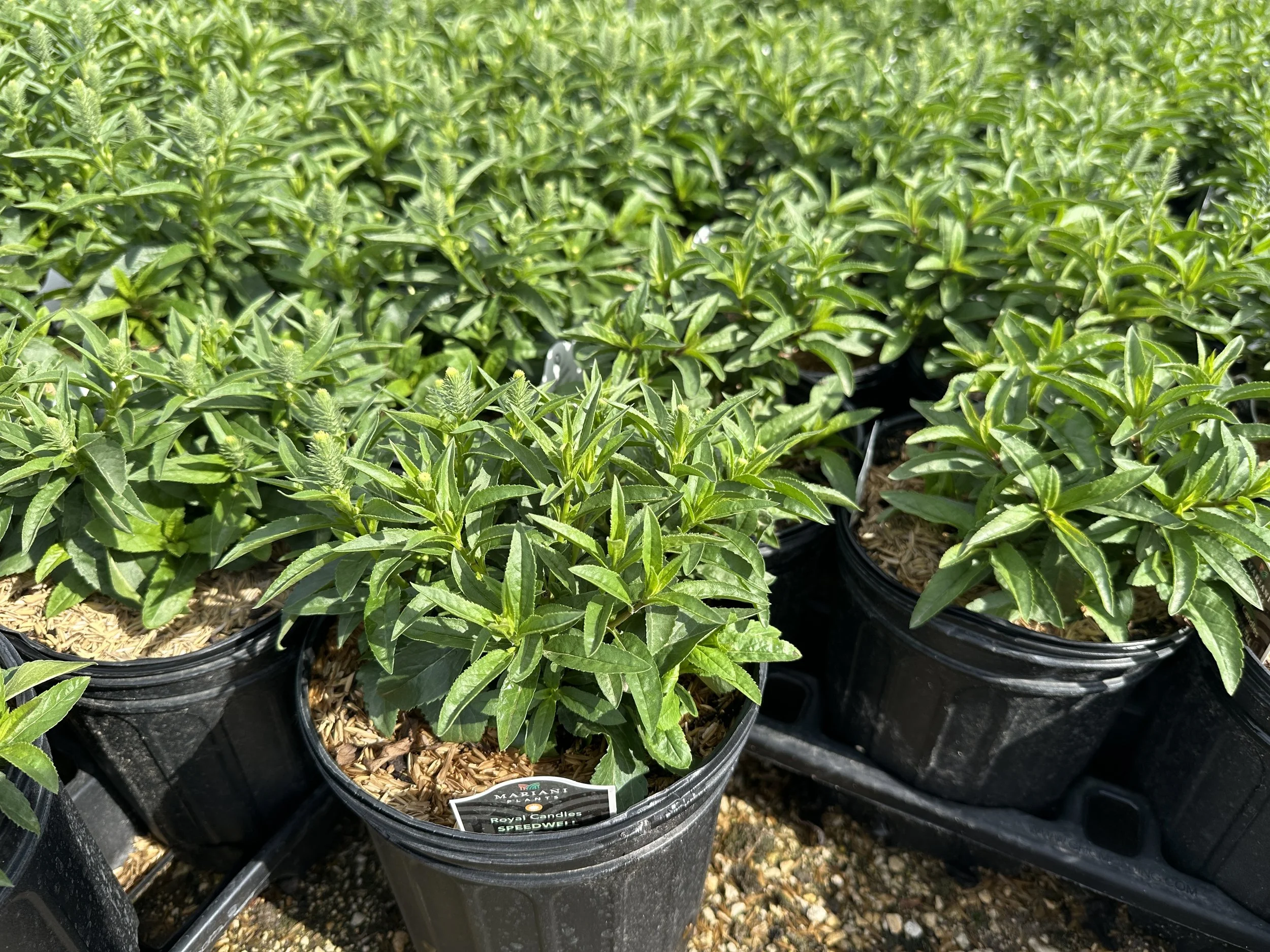 Veronica spicata 'Royal Candles' PP18932