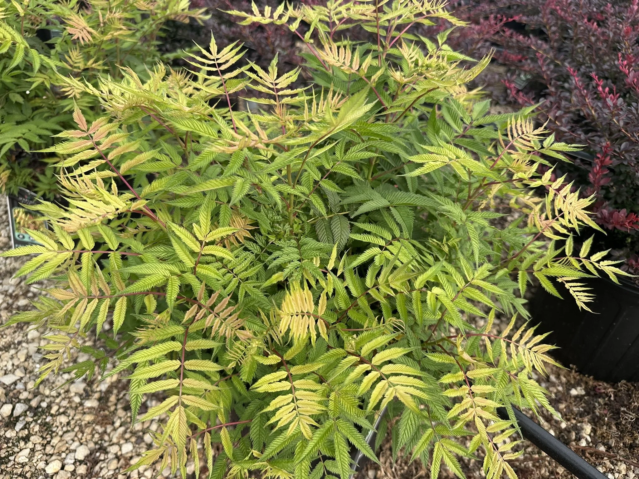 Sorbaria sorbifolia 'Sem' PP16336