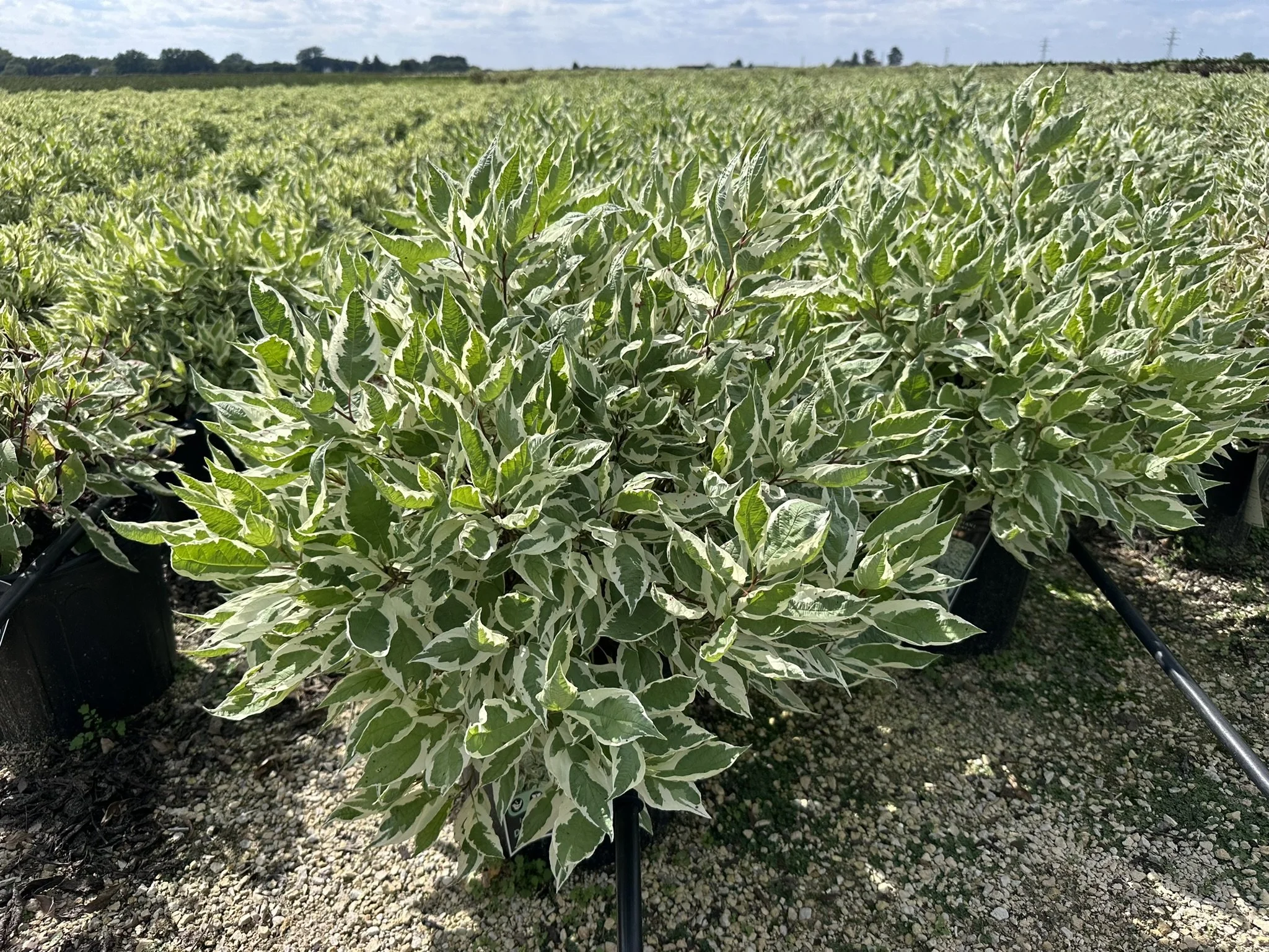 Cornus alba Ivory Halo® 'Bailhalo'